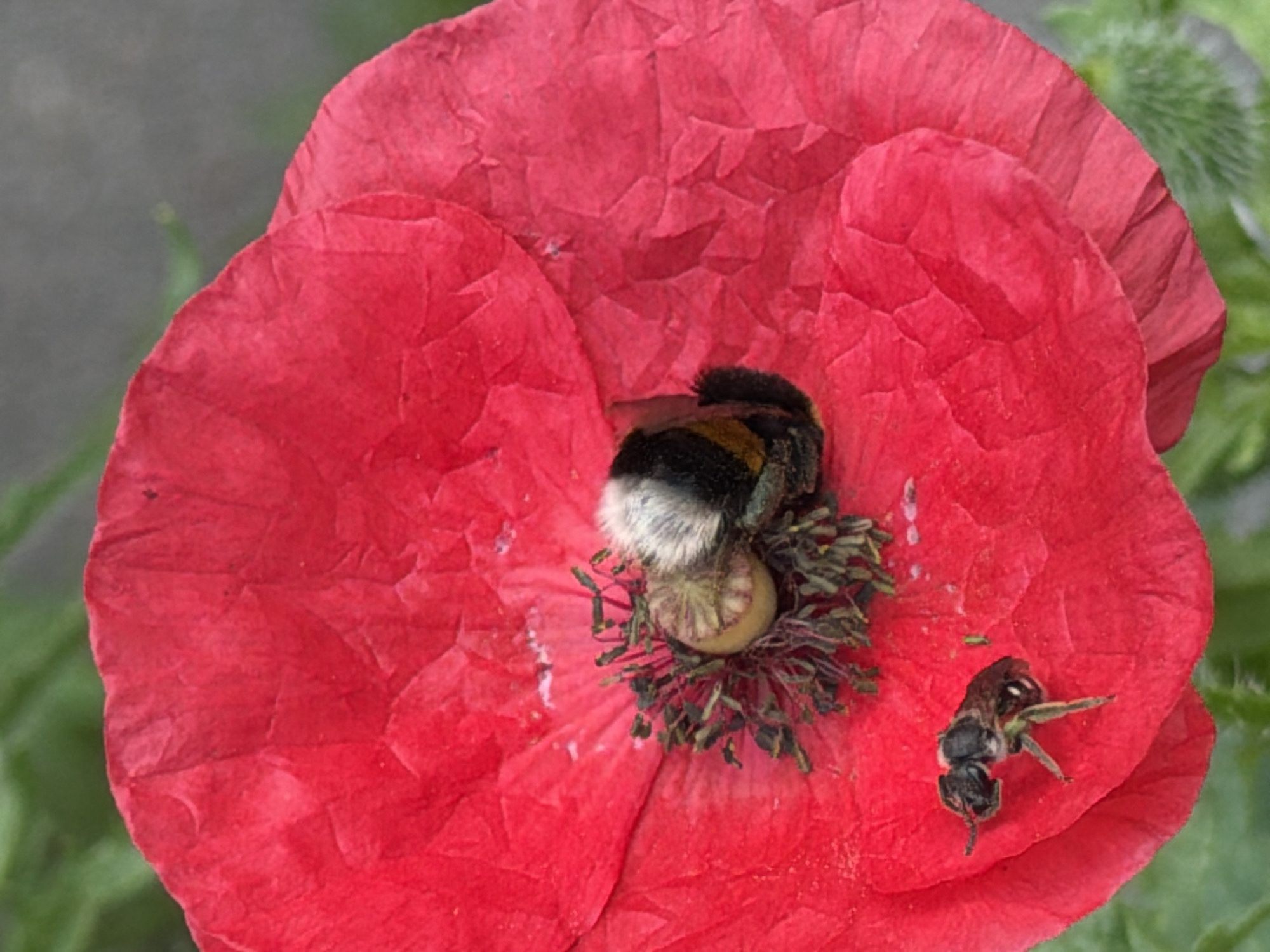 A close-up, top-down view of a vibrant red poppy in a garden setting. The poppy's petals are delicate and crinkled, with a velvety texture. In the center of the flower, a bumblebee is nestled among the dark green stamen and stigma, its black and yellow striped body clearly visible. To the left and lower, a smaller bee with a black and brown striped body is also present, positioned on one of the petals. The background is softly blurred, showing hints of green foliage and a gray, out-of-focus surface, possibly a pathway or wall. The lighting suggests it is daytime, with natural light illuminating the scene. The location is a garden in Kyiv, Ukraine.
