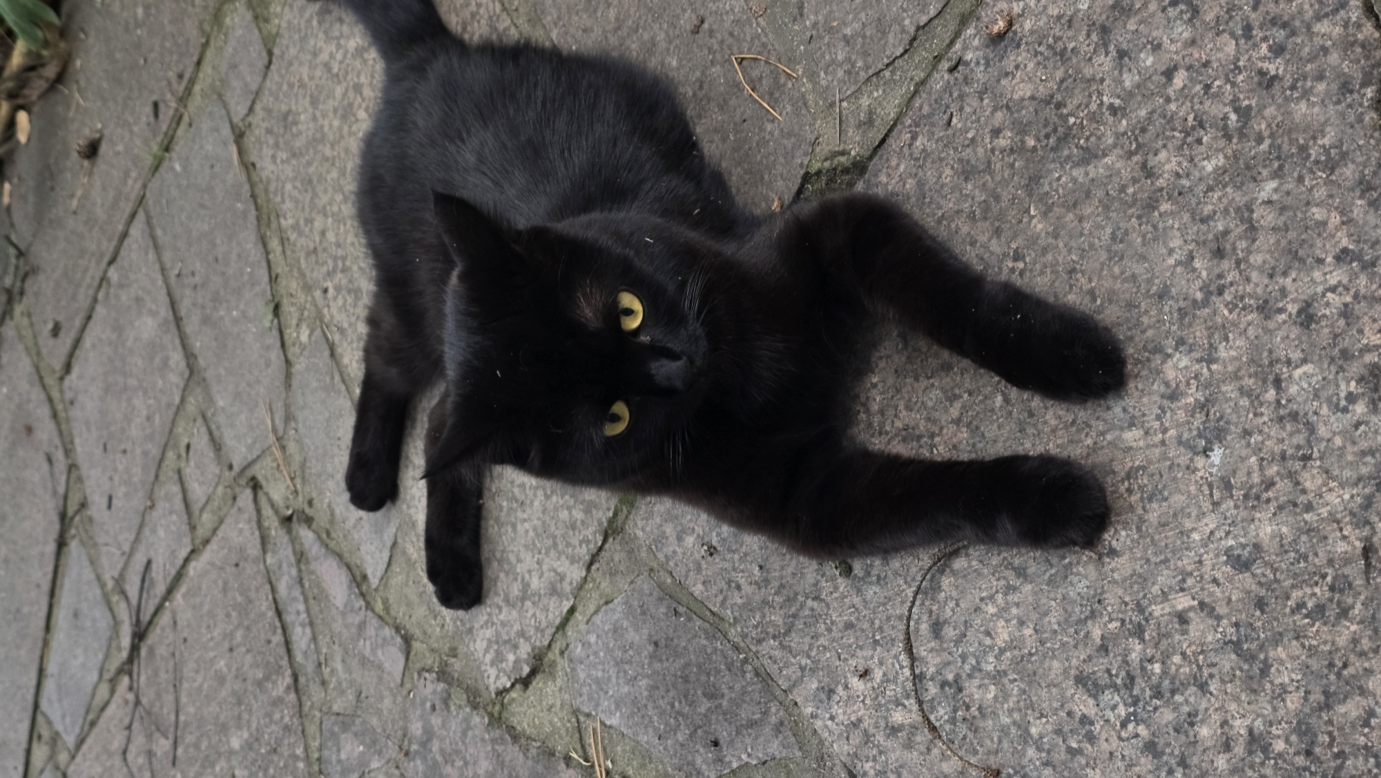 A black cat with yellow eyes is lying on a stone pathway. The pathway is made of irregularly shaped gray stones. The cat is facing the camera, with its front paws extended in front of it. Its body is stretched out, and its tail is visible behind it. The environment appears to be outdoors, possibly in a garden or courtyard. There are some dry leaves and small twigs on the pathway. The image is taken from a slightly elevated angle, looking down at the cat.