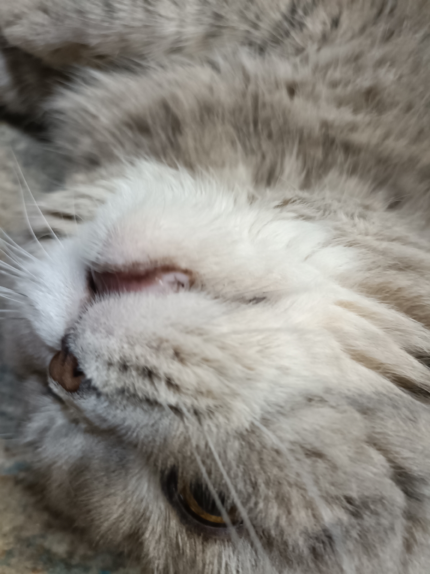 The image is a close-up, slightly blurry, low-angle shot of a cat's face. The cat appears to be lying on its back, with its head tilted upwards. Its fur is predominantly grey with lighter areas on its muzzle and around its nose. The cat's nose is dark brown and slightly wet. One eye is partially visible, showing a yellowish iris. The inner part of the cat's nose area, where the nostrils would be, is visible and appears pinkish and slightly inflamed. The overall setting is not discernible beyond the fur and a textured surface beneath. There is no indication of the city of Bataysk, Russia, or any other specific location.