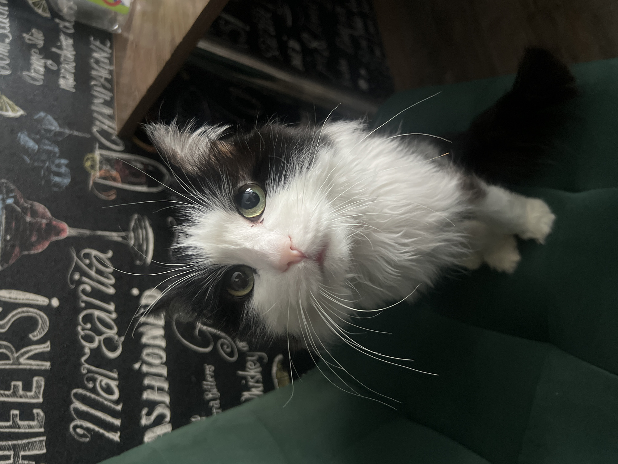 A close-up, slightly angled, color photograph depicts a black and white long-haired cat indoors. The cat is positioned on a green, possibly velvet, surface with its head turned upward towards the camera. The cat has a pink nose, green eyes, and prominent white whiskers. A portion of a dark-colored surface with cocktail-related words and graphics (e.g., "Margarita", "CHAMPAGNE") is visible to the left of the cat. Part of a wooden structure, possibly a table, is also visible behind the surface with words. The overall lighting in the photograph is somewhat dim. There is no evidence to suggest the image was taken in Chaikovsky, Russia.