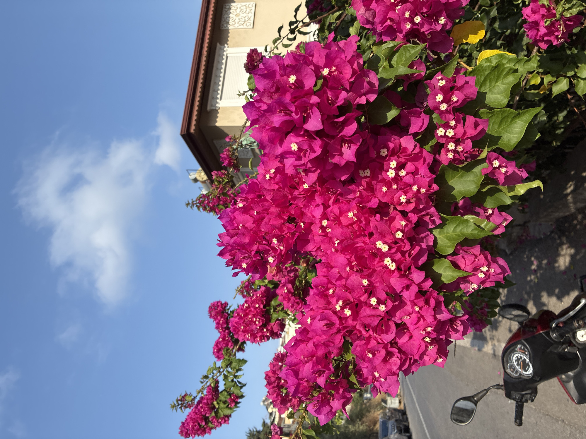 The image captures a vibrant cluster of fuchsia bougainvillea flowers in bloom, partially obscuring a street scene and a building in Alanya, Turkey. The flowers are the primary focus, with their lush, intense color dominating the foreground. Behind them, a paved road is visible, with a parked red and black scooter on the left side of the frame. A few cars are parked along the road in the background. The building, partially visible behind the bougainvillea, appears to be a light-colored, multi-story structure with a dark red roof and decorative white trim around the windows. The sky is a clear, bright blue with a few scattered white clouds. The scene suggests a sunny day in a Mediterranean urban environment.