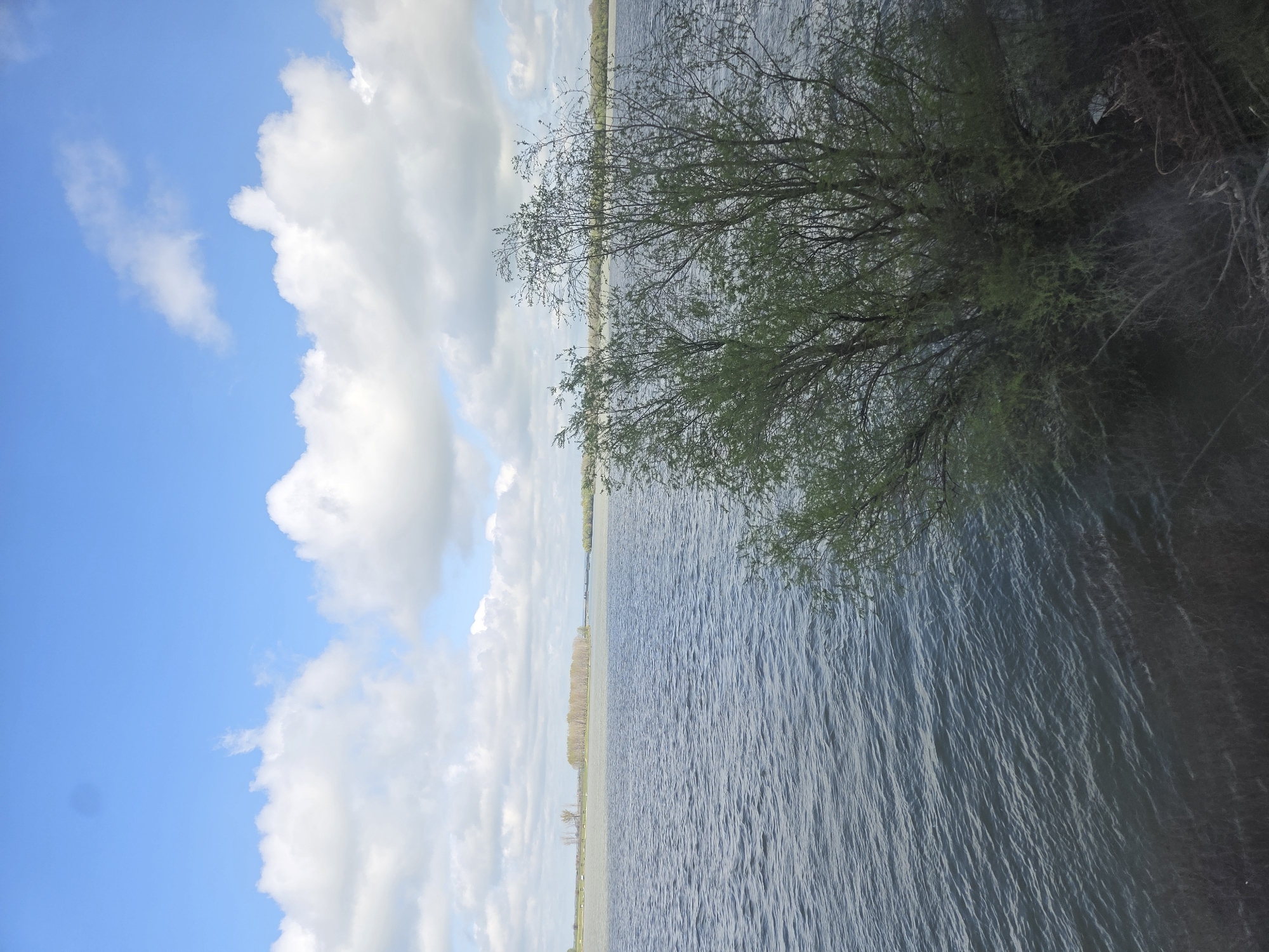The image depicts a landscape in Somovit, Bulgaria, featuring a body of water, likely a river or lake, taking up a significant portion of the frame. The water is visibly rippled, suggesting a slight breeze. A tree with green foliage occupies the upper right area, partially obscuring the water's edge. In the background, across the water, there appears to be a thin strip of land with trees or vegetation. The sky on the left side is blue with white, fluffy clouds. The image is oriented vertically.