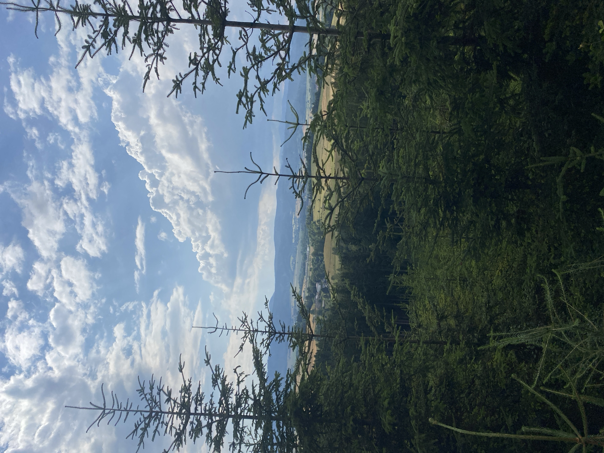 The image depicts a scenic view of a landscape dominated by a dense coniferous forest in the foreground. Several tall evergreen trees, likely fir or spruce, with their characteristic needle-like foliage and spiky branches, frame the view. The trees are dark green and appear to be in various stages of growth, with some taller, more mature specimens and smaller saplings visible.
Beyond the forest, the landscape opens up to rolling hills and a valley. The valley floor is a patchwork of agricultural fields, some appearing golden or yellow, suggesting harvested crops or dry grass, and others a vibrant green. A small settlement or village is nestled within the valley, with buildings visible as small structures. In the far distance, a range of mountains or hills creates a hazy, bluish silhouette against the horizon.
The sky above is dynamic and partly cloudy. Bright blue sky is visible between fluffy, white cumulus clouds that cast shadows and create areas of light and shade across the landscape. The lighting suggests it is daytime, likely mid-morning or afternoon, with the sun intermittently breaking through the clouds.
The image was taken from an elevated position, looking down and across the valley. The perspective emphasizes the depth of the landscape, from the close-up details of the forest to the distant mountain range. The scene evokes a sense of natural beauty and tranquility.
Specifically, this is a view of the landscape near Chełmsko Śląskie, Poland, a town situated in the Sudeten Mountains. The image captures the characteristic blend of forested hillsides and cultivated valleys typical of this region. The presence of coniferous forests and the mountainous backdrop are key indicators of the location.