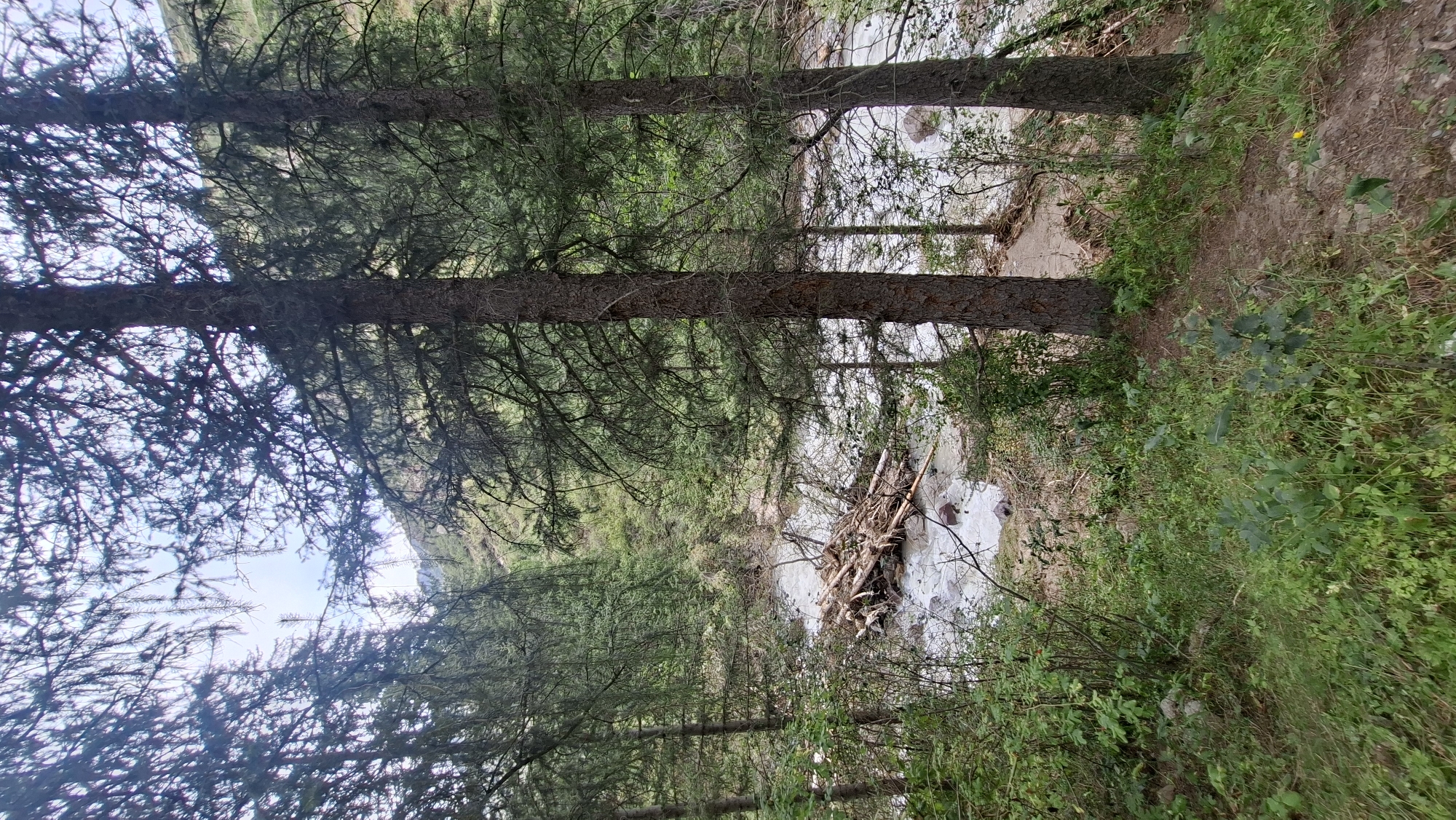 The image shows a natural scene with a river flowing through a forested area. In the foreground, there is dense green vegetation and the trunks of several large pine trees. The river, visible in the middle ground, appears to be shallow with rocky beds and is partially obstructed by a collection of fallen logs and debris, forming a natural dam or a logjam. The background consists of a tree-covered hillside under a cloudy sky. The image is taken from a slightly elevated perspective, looking down towards the river. The location is identified as Batan, Kazakhstan.