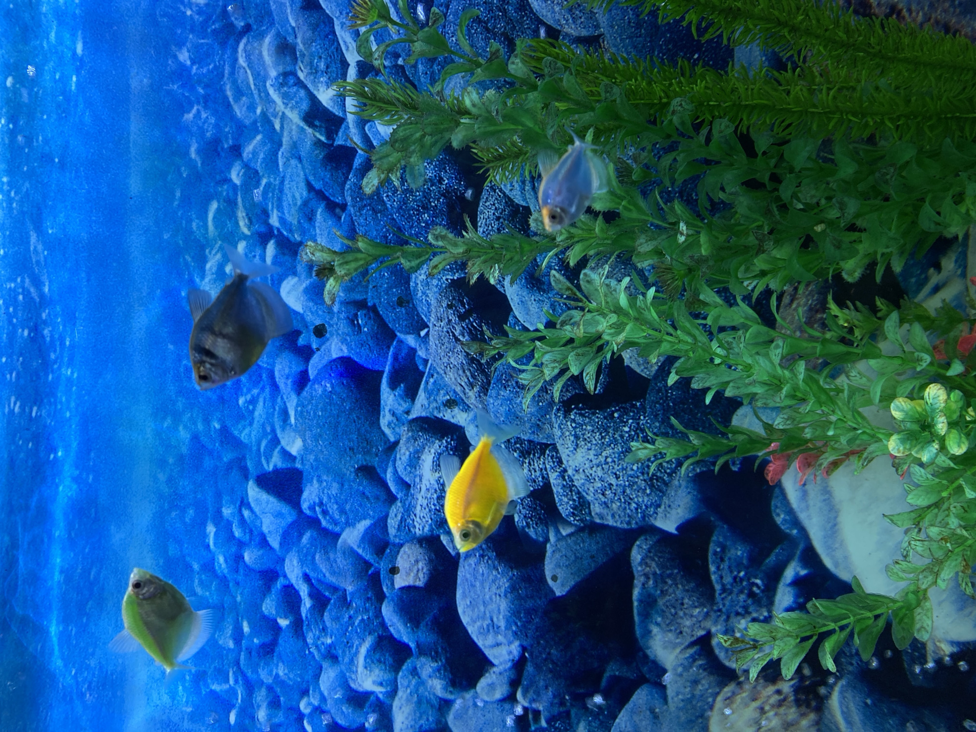 The image shows a close-up of an aquarium with several tetra fish swimming. The background consists of blue-toned rocks, with artificial green plants on the right side of the frame. There are four visible fish in the frame: one is light blue, one is dark gray, one is yellow, and one is green. The fish are at different depths in the aquarium, with the green fish appearing closest to the viewer. The scene is contained within the glass of the aquarium. There is no information to suggest this image was taken in Saint Petersburg, Russia.