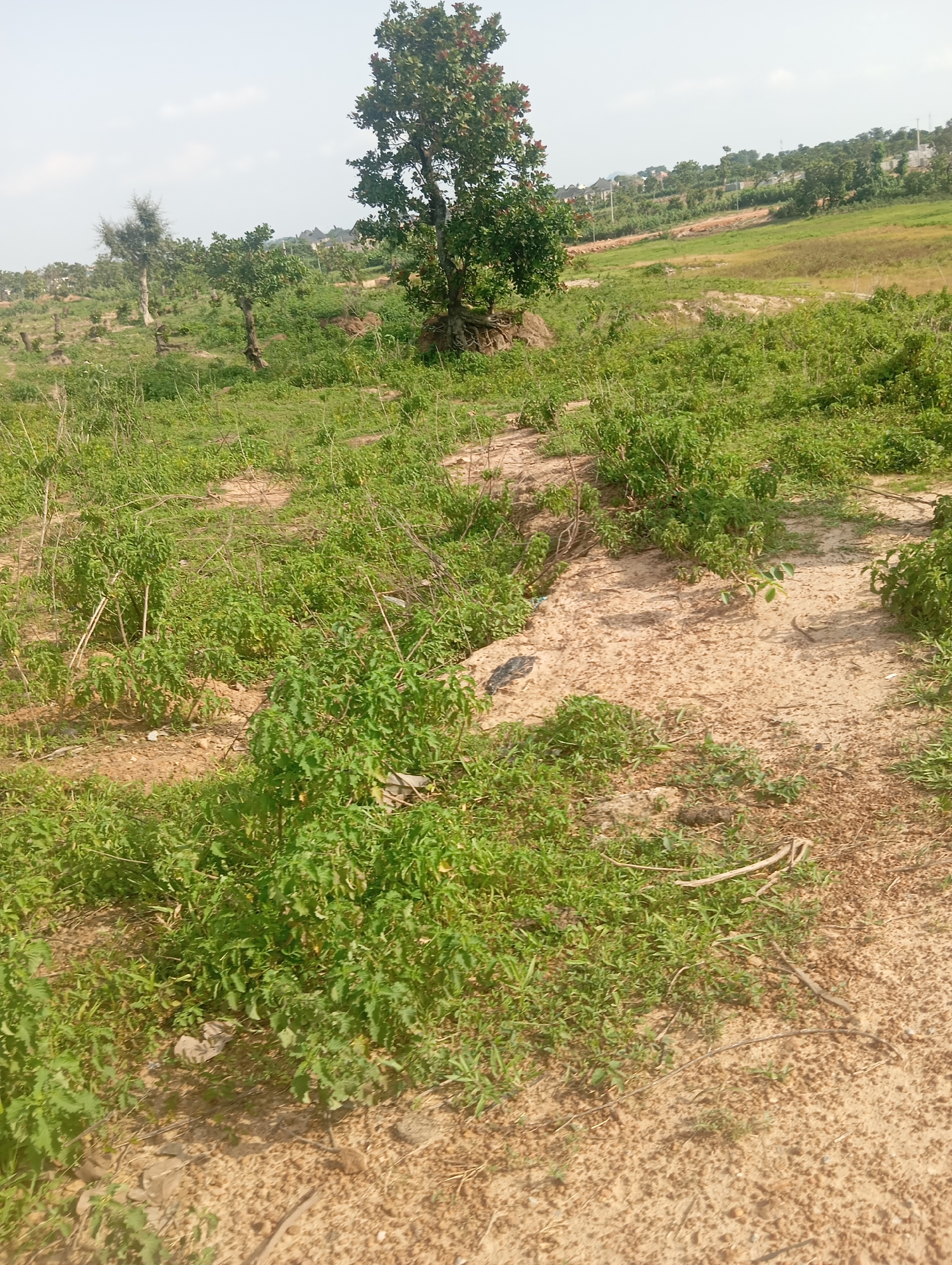 The image depicts an outdoor scene with a focus on vegetation and dry, sandy ground, consistent with arid or semi-arid terrain. In the foreground, a patch of sandy earth is surrounded by dense, low-lying green plants, some appearing somewhat sparse and straggly. Scattered dry twigs and branches lie on the ground.
Further into the midground, the vegetation becomes more prevalent, with thicker clusters of green plants. There are several trees scattered across the landscape, varying in size and density of foliage. One larger tree with a fuller canopy is prominent in the middle distance, its trunk visible. In the background, more trees are visible, as well as what appears to be a residential area with houses and buildings on a gentle incline. Power lines or utility poles are also visible in the distance. The sky is overcast with a few faint clouds. The overall impression is of a somewhat undeveloped or rural area within a developing urban environment, possibly on the outskirts of Karsana 2, Nigeria, given the vegetation and architectural styles suggested by the background structures. There are no people or animals visible in the image. The lighting suggests it is daytime.