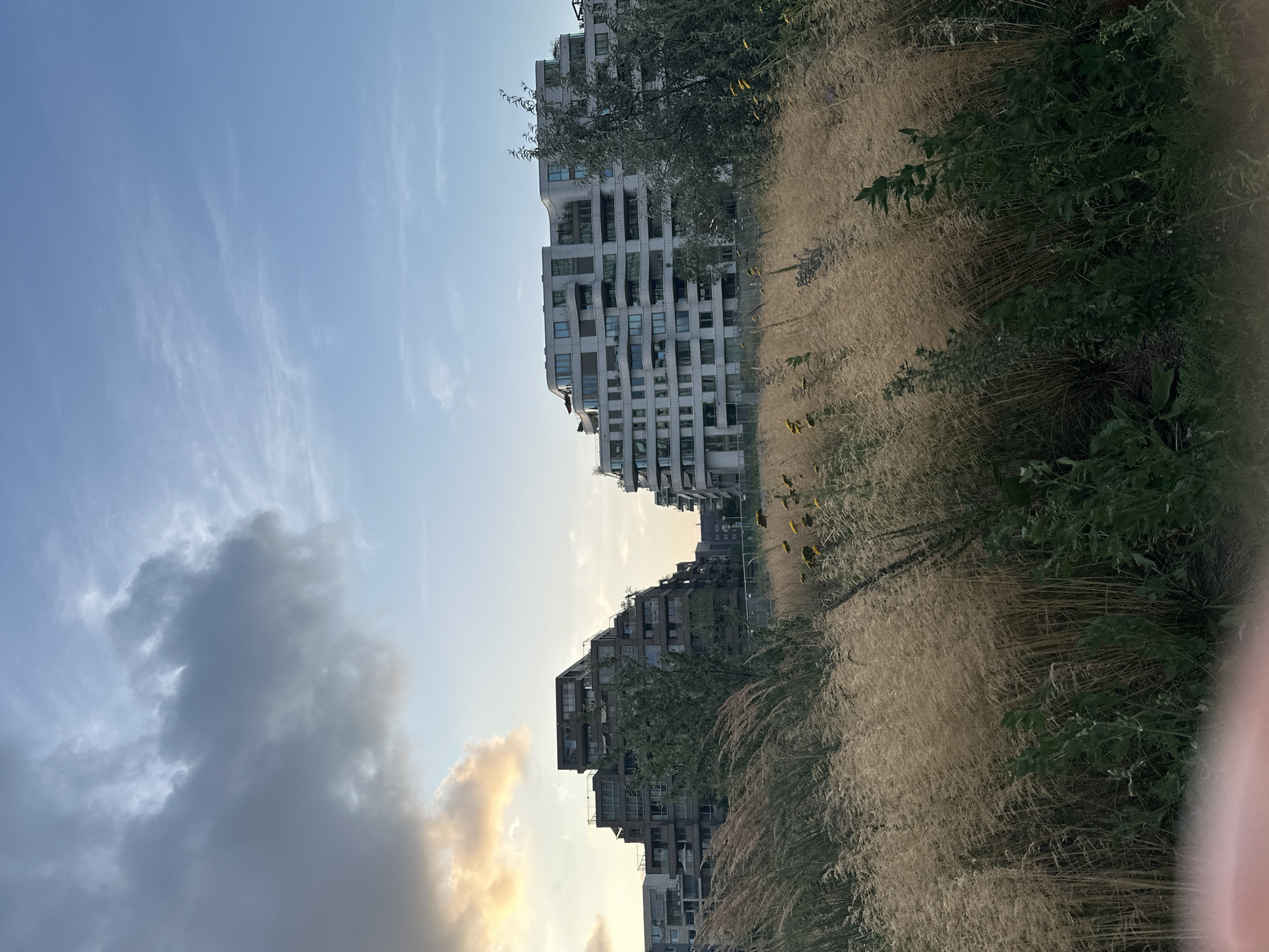 The image depicts a wide shot of a park-like setting with modern apartment buildings in the background. In the foreground, tall, dry grasses and some green foliage are prominent, swaying gently. To the left, a tiered, dark-colored apartment building with many windows is visible. To the right, a lighter-colored, multi-story apartment building with curved balconies and numerous windows dominates the scene. The sky is a mix of blue with scattered clouds, some of which are dark and dramatic, catching the light of what appears to be the setting or rising sun on the left side. The overall impression is a contemporary urban landscape juxtaposed with natural elements. This scene is located in Amsterdam, Netherlands, specifically in the Westerpark district, near the Westergasfabriek. There are no people visible in the image.