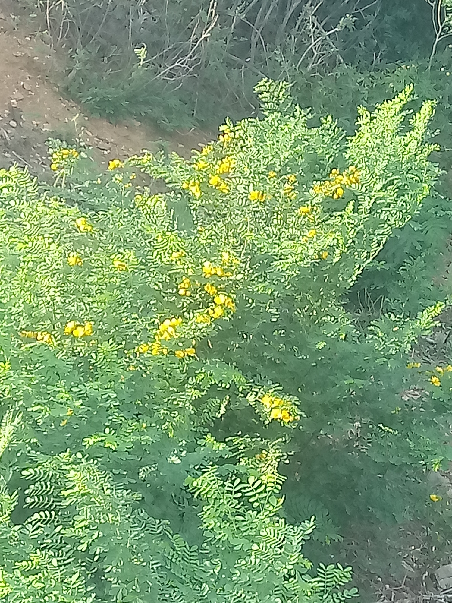 The image presents an overhead view of a vibrant green bush densely covered with numerous small yellow flowers. The foliage consists of many small, closely packed leaves, giving the bush a lush appearance. The yellow flowers are scattered throughout the plant, appearing in clusters and individually.
In the background and peeking through the lower sections of the bush, a light brown dirt path or ground is visible, suggesting a natural or unpaved outdoor setting. Further back, and particularly in the upper portions of the image, darker green vegetation and some bare, light-colored branches or twigs from other plants can be seen.
The lighting indicates it is daytime, with soft, natural illumination that highlights the greenery and yellow flowers without harsh shadows. The scene portrays a thriving natural environment, consistent with the location context of Juan Griego, Venezuela, known for its warm climate and diverse flora. There are no people, objects, or visible text in the image, and no specific activity is taking place; it is a static snapshot of nature.