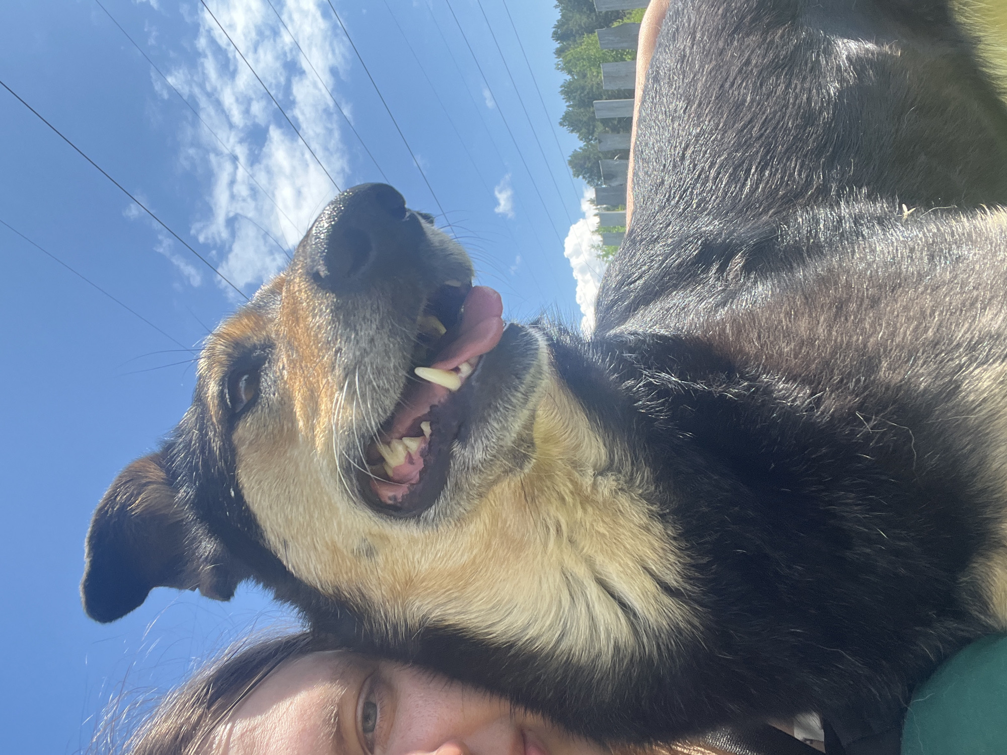 A close-up, low-angle selfie captures a person and a large dog outdoors under a bright blue sky in Nizhny Tagil, Russia. The image is oriented as if the person is at the bottom, looking upwards. Only the top of the person's head, eyes, and nose are visible, framed by brown hair. A tricolor dog, with black, tan, and cream fur, affectionately rests its head on the person's head or shoulder, dominating the upper part of the frame. The dog looks upwards with a joyful or panting expression, its mouth open, tongue slightly extended, and teeth visible.
The background features a clear, sunny blue sky with scattered white clouds. Several thin power lines run horizontally across the sky. On the right side, a wooden fence or structure and green trees are visible in the distance. The bright light suggests a sunny day. The dog's happy demeanor and its close interaction with the person convey a sense of companionship. No text is visible in the image.