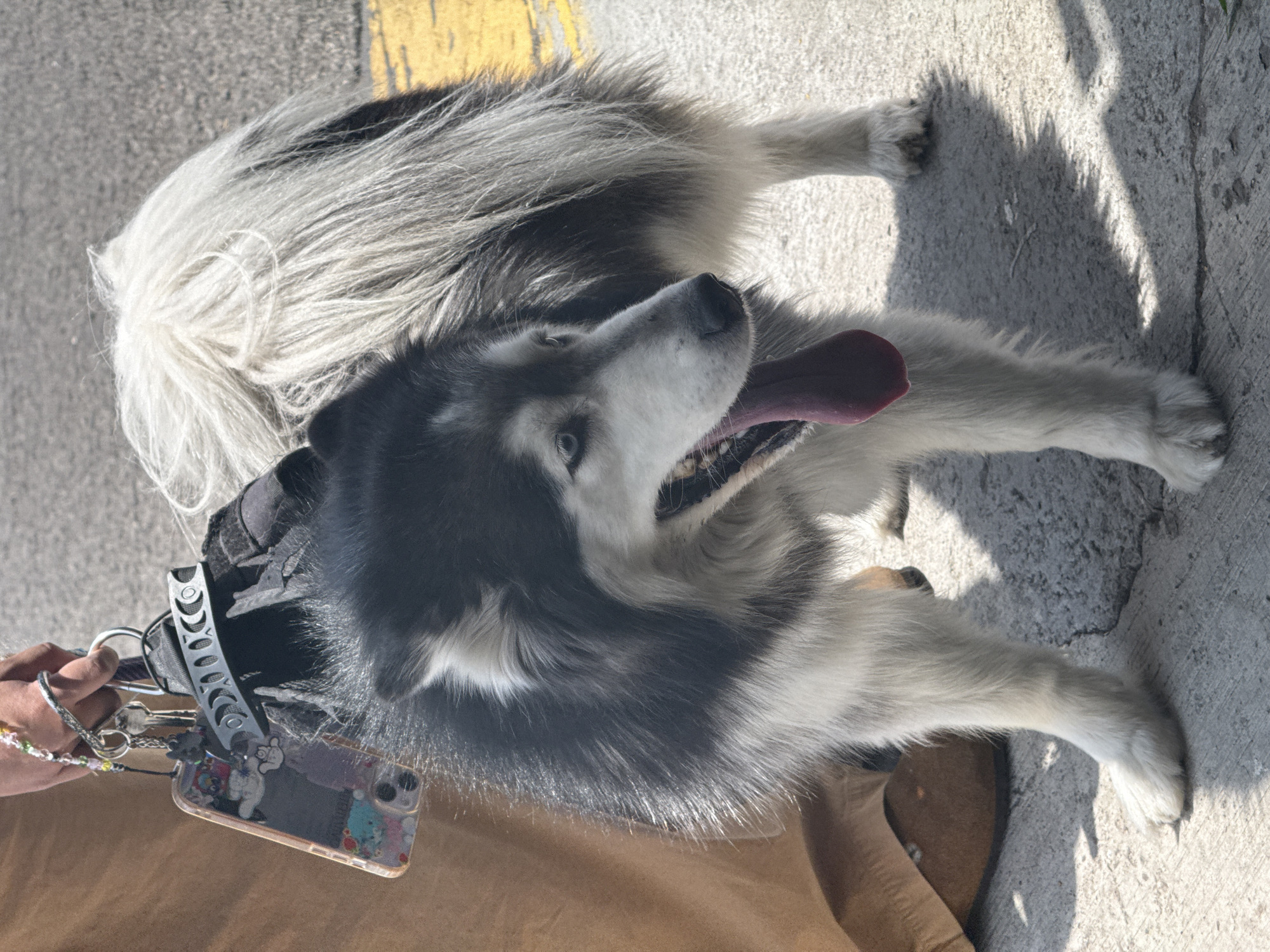 A high-angle shot shows a black, gray, and white Alaskan Malamute-type dog lying on a concrete surface with a yellow curb along one edge. The dog's tongue hangs out of its mouth. The dog's leash is held by a person. The dog’s collar is visible. The person is holding a cell phone with keychains and a bracelet attached. A small portion of the person’s beige pants are also visible. The location is in the city of San Bernardino Tlaxcalancingo, Mexico.