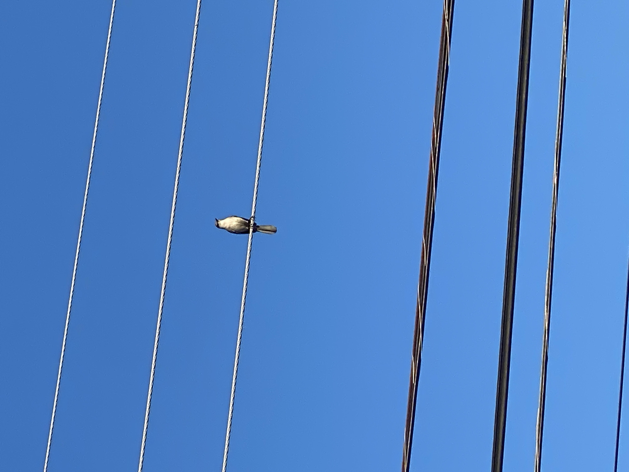A single, small bird perches on a utility wire against a clear blue sky. The bird is light brown and white, with a long tail. Several parallel utility wires are visible, extending horizontally across the frame. The lower portion of the image shows thicker, darker wires, while the upper wires are thinner and lighter in color. The scene appears to be in an outdoor, urban or suburban setting, likely in Virginia Beach, United States of America, given the clear sky and presence of utility infrastructure.