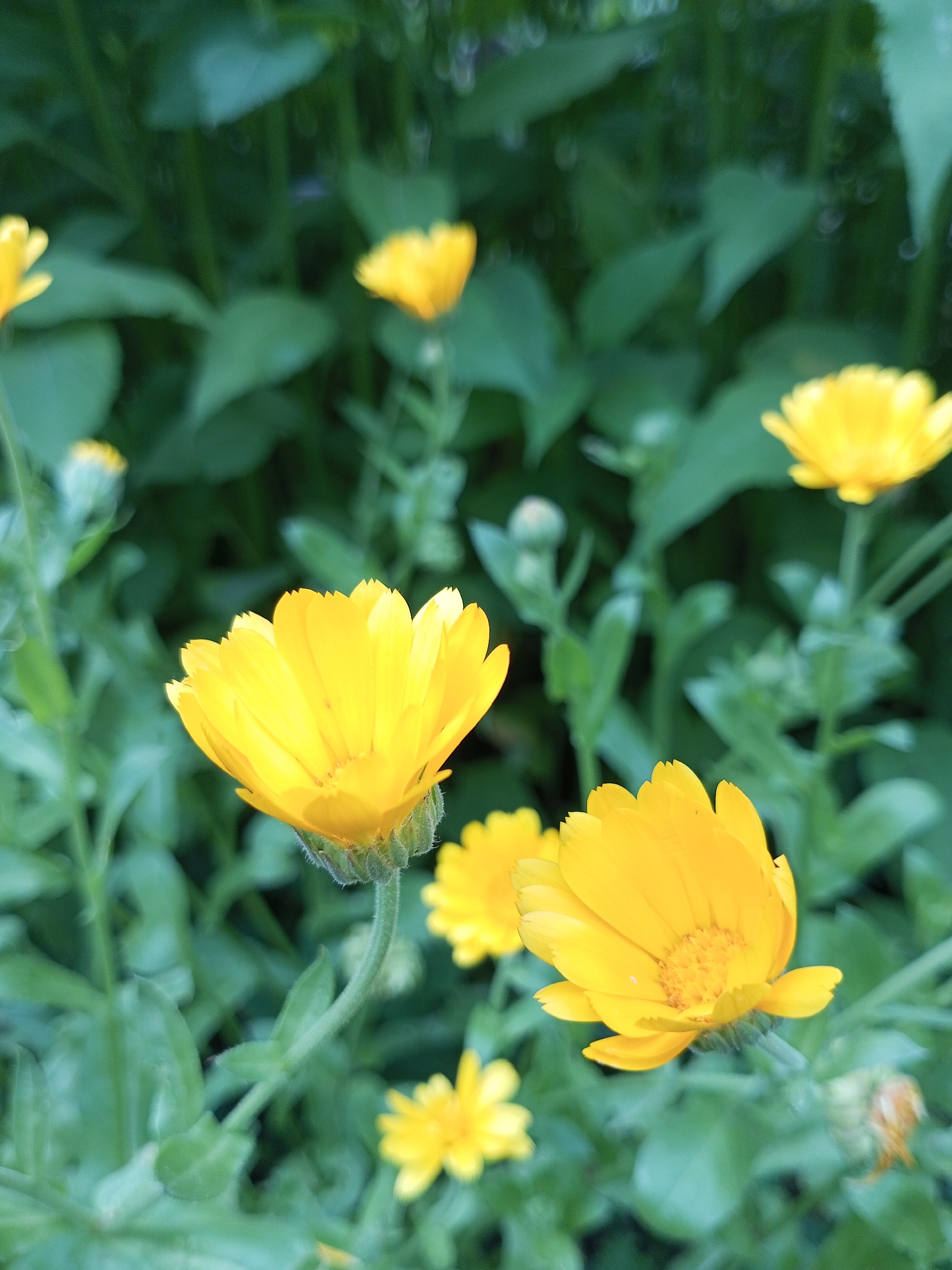 The image shows a close-up of several yellow calendula flowers in bloom, set against a blurred background of green foliage. The flowers are the primary subjects, with their bright yellow petals and textured centers clearly visible. Some of the flowers are in sharper focus than others, creating a sense of depth. The lighting suggests it is daytime, with the sunlight illuminating the petals. The environment appears to be a garden or natural outdoor setting. The location provided, Ароматновское сельское поселение, Ukraine, indicates the geographical context of the scene. There are no people or specific actions depicted, just the natural state of the flowers.