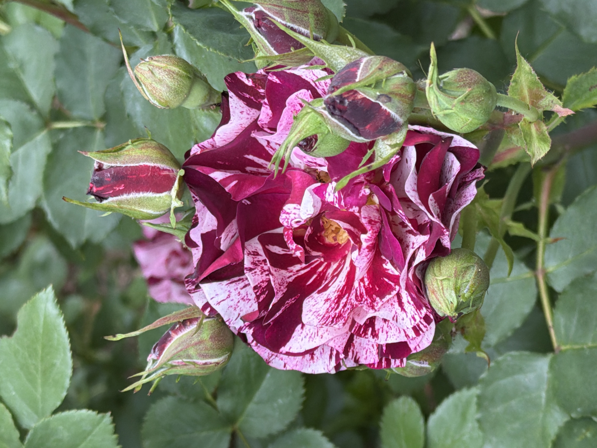 A close-up photograph shows a partially bloomed rose in shades of burgundy and white with several surrounding buds. The rose is surrounded by green leaves. The photo likely depicts a garden setting. There is no indication of the city of Sofia, Bulgaria.