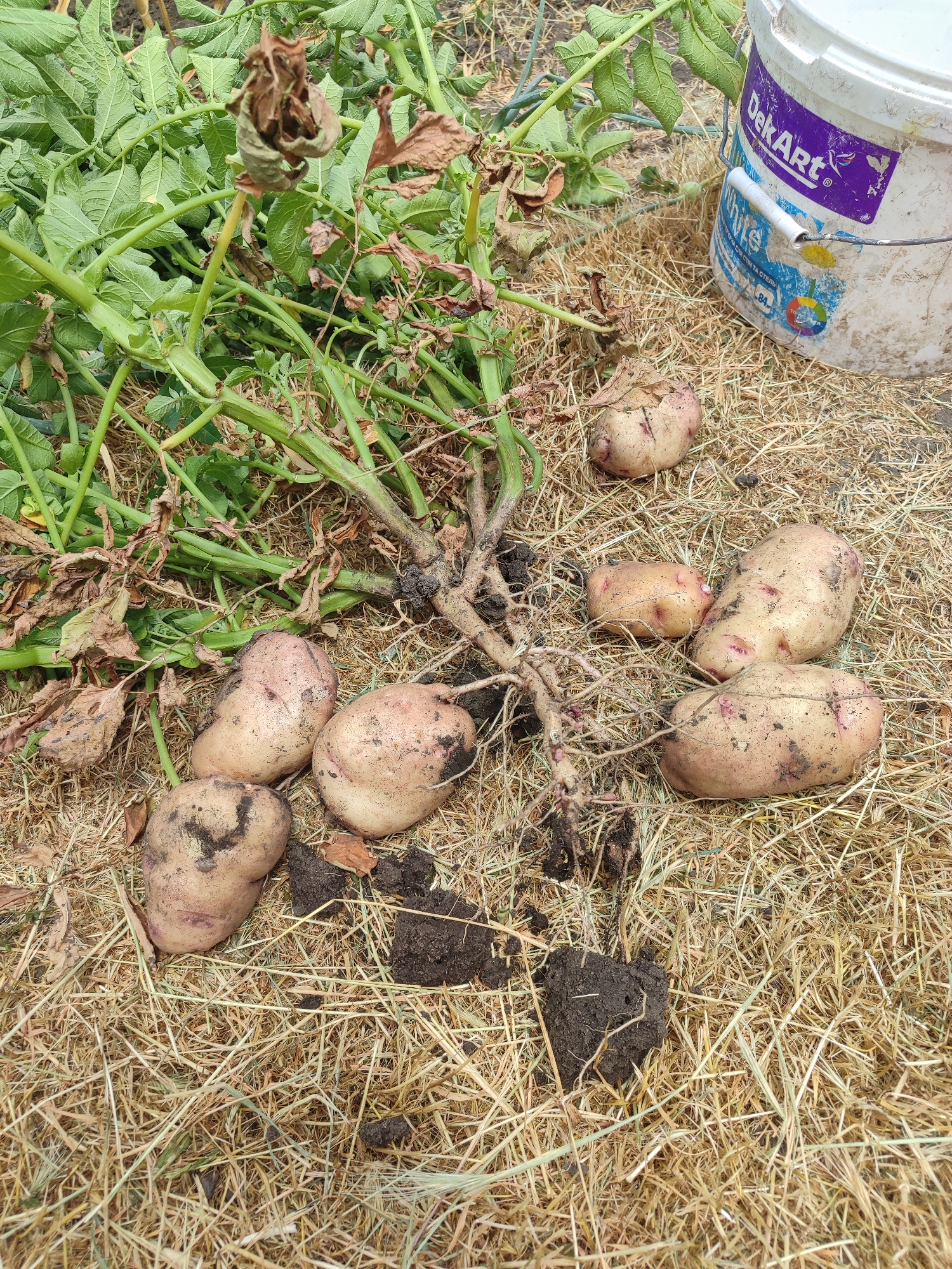 In the city of Novosamarka, Ukraine, a close-up, top-down view captures a recent harvest of potatoes laid out on a bed of dry straw and soil. The potatoes, varying in size and shape, are a mix of light brown and pinkish hues, some still bearing traces of dark soil. A portion of the potato plant, with green leaves and dried brown foliage, lies to the left, its root system partially visible and entwined with dirt. In the background, a white plastic bucket with a blue and purple label that reads "DekART White" sits to the right, suggesting the storage of harvested produce. The overall scene depicts a rural, outdoor setting during harvest season.