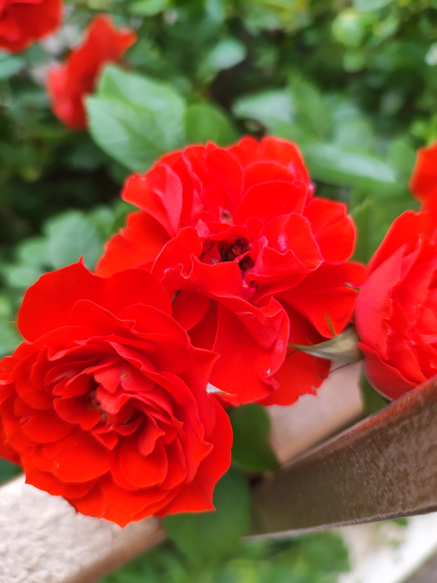 A close-up, vertical photograph captures several vibrant red roses in full bloom, with a soft, green background of foliage. The roses dominate the foreground, showcasing their intricate layers of petals. The primary subject is a large, fully opened rose on the lower left, with another partially visible rose to its right, and several more slightly out of focus in the mid-ground. The rich red color of the petals stands out against the blurred green leaves behind them, suggesting a healthy and flourishing garden environment.
In the lower right portion of the image, a diagonal element, possibly a brown wooden or metal railing, fence, or balcony support, is visible, partially obscured by the flowers. This detail suggests the roses might be growing along a structure or in a raised bed. The lighting indicates it is daytime, with soft, even illumination that highlights the roses' texture without harsh shadows. No people or visible text are present. The overall scene conveys a sense of natural beauty and tranquility, likely set in an outdoor garden or balcony in Krasnodar, Russia.