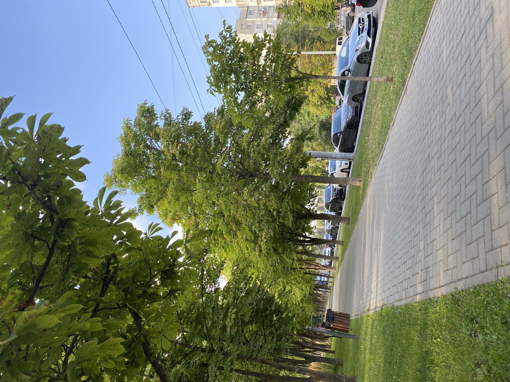 The image captures a tree-lined sidewalk with a row of parked cars on the right. The sidewalk is paved with light gray rectangular pavers laid in a herringbone pattern. On the left side of the sidewalk, there is a strip of green grass. Several trees with dense green foliage are planted along the sidewalk, creating a canopy that casts shadows. One of the trees on the left has a trash can next to it. The cars are parked on the street adjacent to the grass strip. In the background, there are residential buildings. The sky is clear and blue. This scene is characteristic of many residential streets in Chișinău, Moldova, particularly in areas with established green spaces.