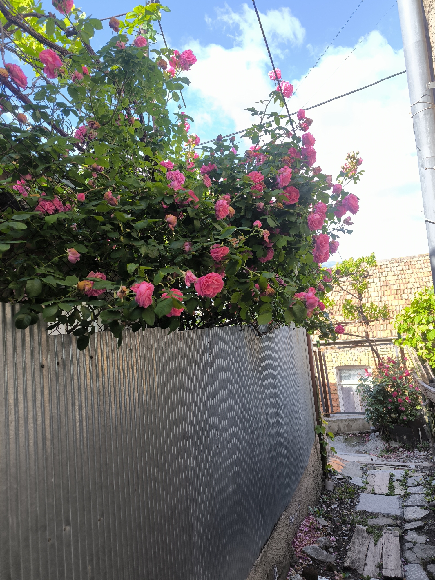 The image depicts a narrow alleyway in Tbilisi, Georgia. The alley is bordered by a tall, corrugated metal fence on the left, over which cascades a lush rose bush with numerous pink blooms. A building with a brick facade, windows, and a red tile roof is visible on the right side of the alleyway. A stone and dirt path winds through the alley, partially covered with scattered rose petals. A utility pole stands at the front of the frame on the right, with power lines stretching into the sky, which is partly cloudy. Another rose bush is visible further down the alley.