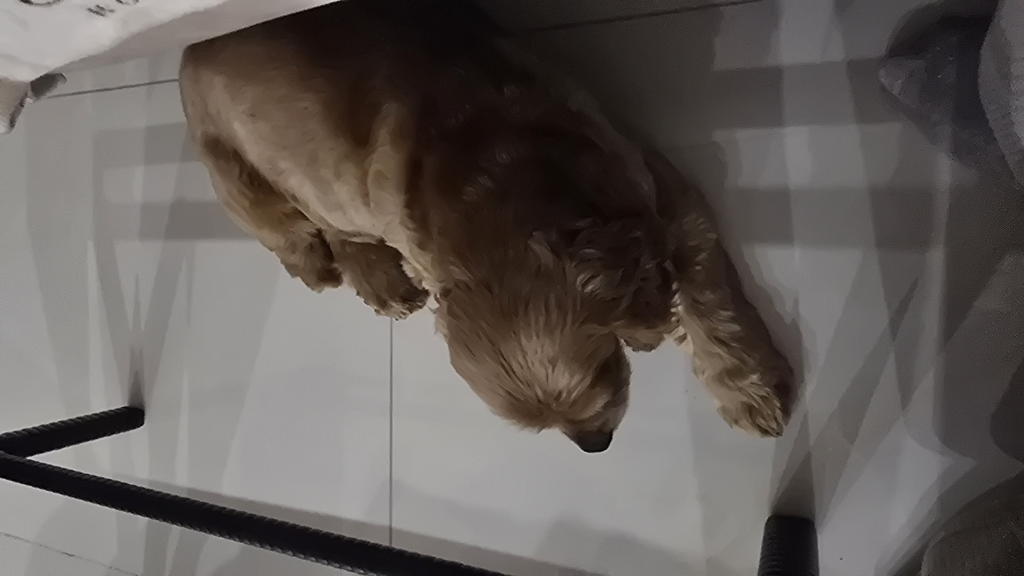 A light brown dog is sleeping on a tiled floor next to a black metal chair leg and a white object. The dog is curled up with its head resting on its paws, and its eyes are closed. The floor is light grey with faint white lines, suggesting it is a tiled surface. Shadows from the chair and the white object are cast on the floor. The environment appears to be indoors, possibly in a home. The image does not contain information about the city of Kultaevo, Russia.