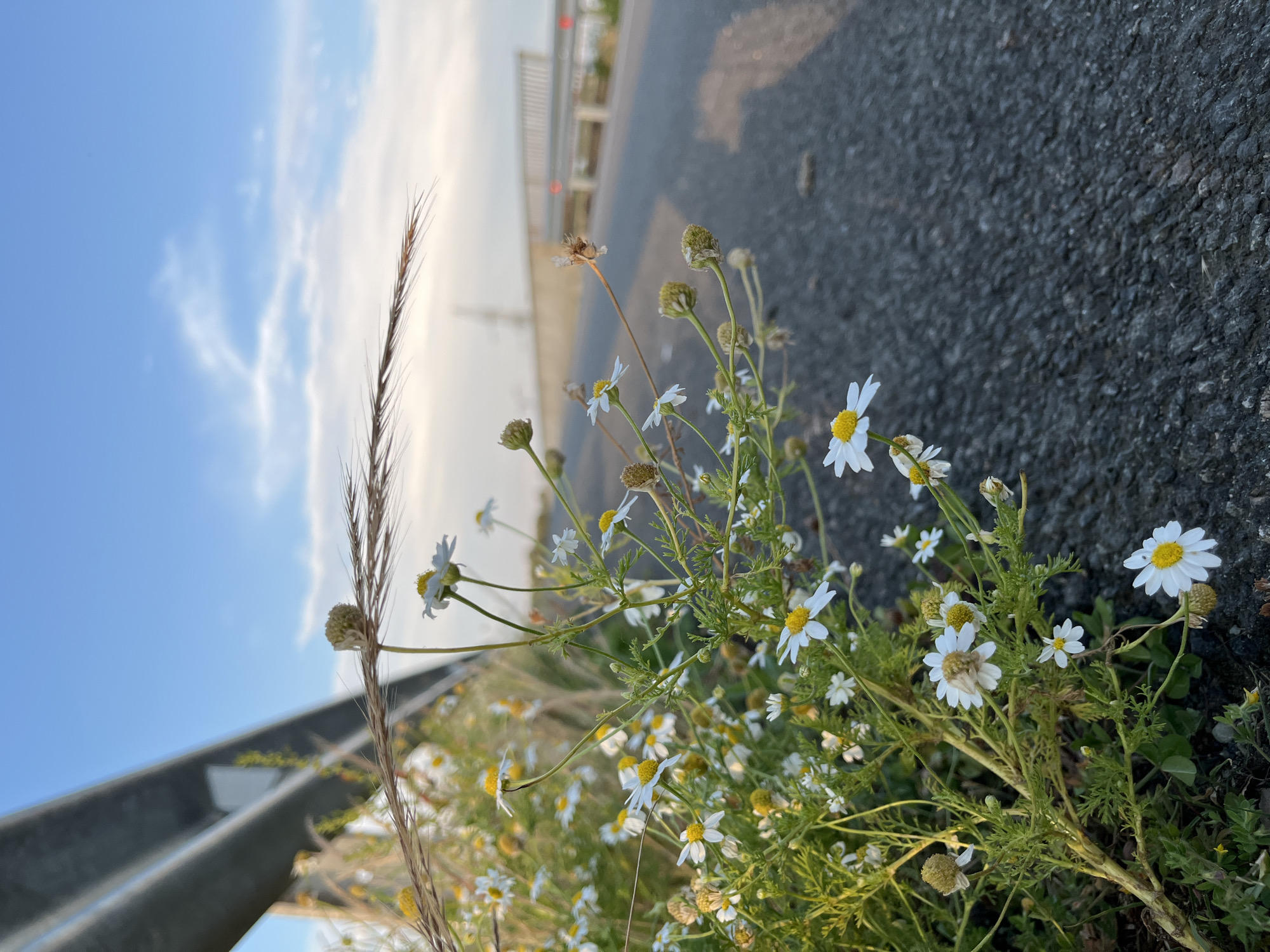 The image depicts a close-up view of small white daisies with yellow centers growing by the side of a paved road. A metal guardrail runs along the left side of the image, partially obscuring the sky. The sky is blue with scattered white clouds. In the background, there is a faint view of an overpass or bridge structure. The foreground is dominated by the wildflowers and green foliage, with the dark asphalt of the road taking up the right side of the frame. The lighting suggests it is either early morning or late afternoon. The scene appears to be located in Ureki, Georgia, along a roadside, possibly near an infrastructure like a highway or main road. There are no people or animals visible in the image.