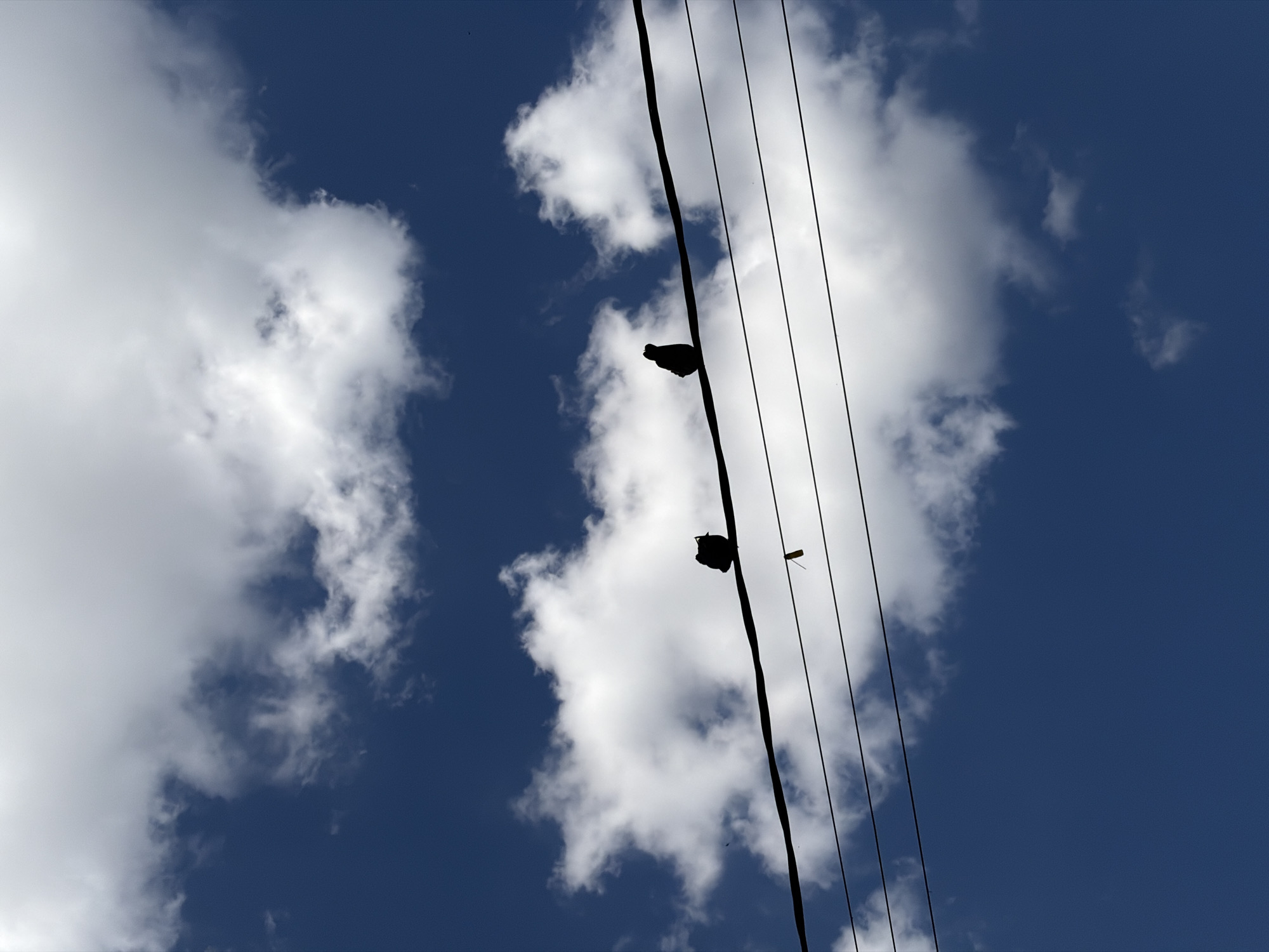 The scene, located in the city of Krasnodar, Russia, depicts an upward-looking view of a deep blue sky partially covered by white, fluffy cumulus clouds. Multiple dark, horizontal utility lines traverse the frame, with the uppermost line appearing thicker than the three thinner lines positioned below it. Two small, dark avian silhouettes are perched on the topmost utility line. One bird is positioned towards the left side of the frame, and the second bird is situated to the right. Between the two birds, a small, elongated, dark object hangs vertically from the same utility line. A minute dark speck is visible in the upper-left quadrant of the sky. The lighting conditions create strong backlighting, rendering the utility lines and birds as silhouettes against the brighter sky and clouds.