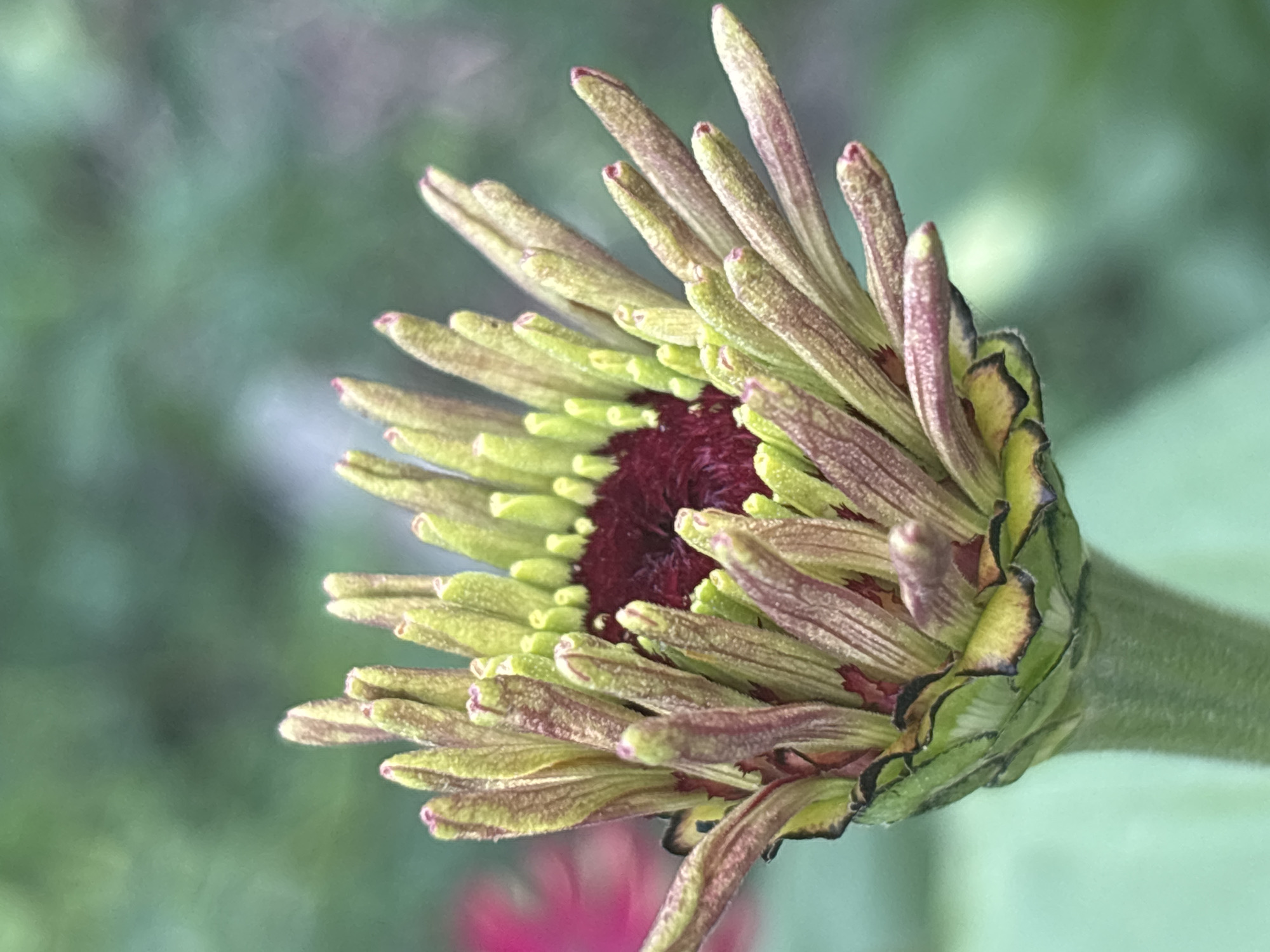 A close-up, vertical, full-frame photograph captures an unopened zinnia flower bud. The bud is predominantly green and burgundy, with streaks of yellow and brown on its pointed petals. The central part of the bud is a deep burgundy, with visible fuzz. The background is a soft, blurred green, suggesting an outdoor setting with foliage. There are no people or animals present. The zinnia bud is the sole subject of the image. The location of Январцев ауылдық округі, Kazakhstan is not depicted in the image.