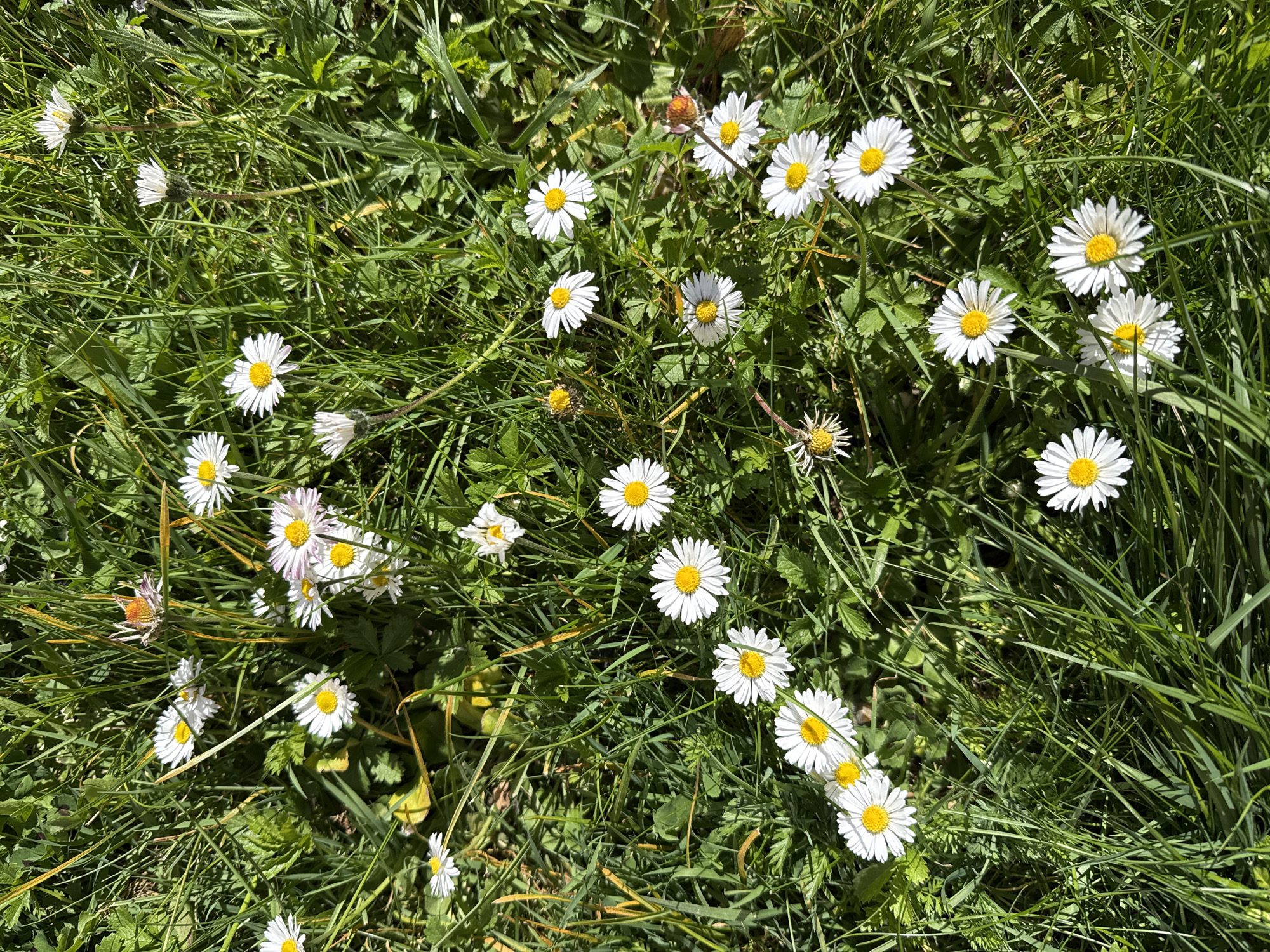 The image displays a vibrant, high-angle close-up view of a dense patch of green grass interspersed with numerous white daisies (Bellis perennis). The scene is bathed in bright sunlight, indicated by the strong illumination and visible shadows cast by the grass blades, suggesting it is daytime.
The daisies, characterized by their pristine white petals surrounding bright yellow centers, are scattered throughout the frame, appearing to be in full bloom. Some flowers are fully open and clearly visible, while others are partially obscured by the surrounding foliage or are seen from different angles. A few daisy buds or spent flowers are also discernible amongst the green.
The dominant colors are the lush greens of the grass and underlying foliage, contrasted sharply with the white and yellow of the daisy blossoms. The texture of the grass appears varied, with different types of blades and small leafy plants contributing to the natural ground cover. No human figures, animals, or man-made structures are visible in the frame. There is no visible text. The setting depicts a natural outdoor environment, consistent with a meadow, lawn, or garden area.