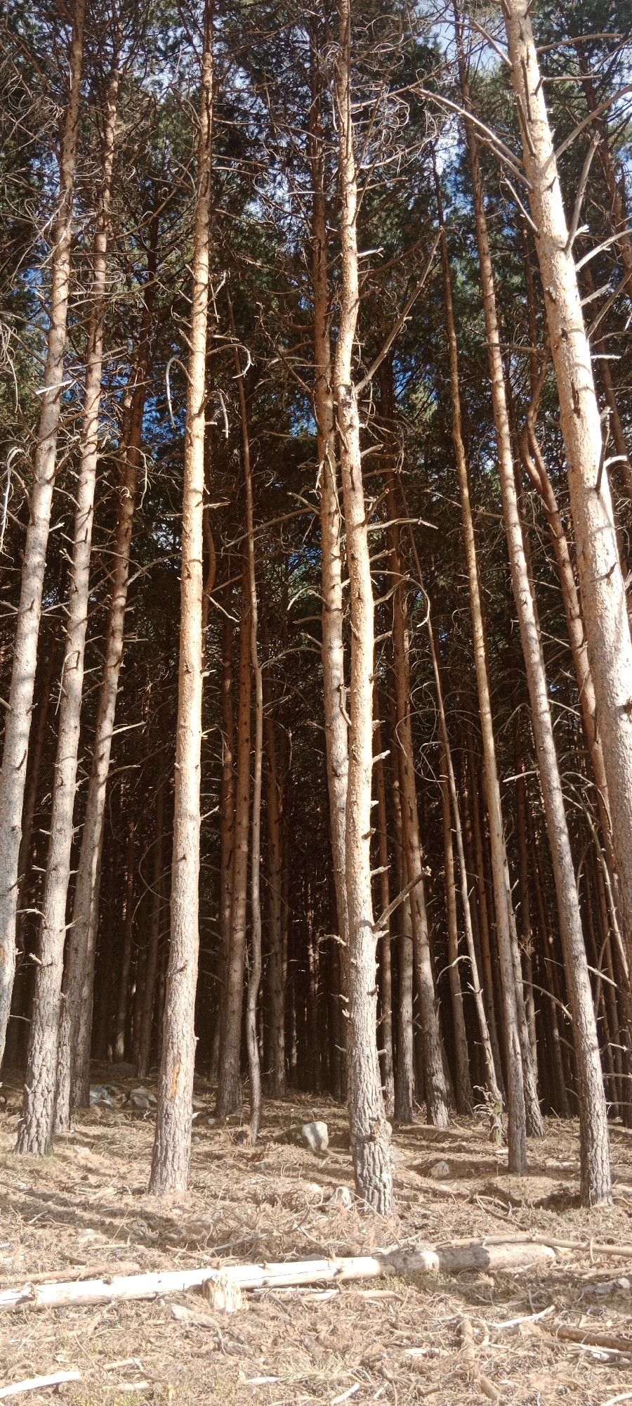 This image depicts a dense pine forest in La Pinilla, Spain. The trees are tall and slender with rough, light-colored bark. Many of the branches are bare, giving the forest a somewhat stark appearance. The ground is covered in a thick layer of fallen pine needles, twigs, and a few scattered rocks. In the foreground, a large fallen log lies across the forest floor. The sky is visible through the canopy, with patches of blue suggesting a clear day. There are no people or animals present in the scene. The overall impression is one of a natural, untamed forest environment.