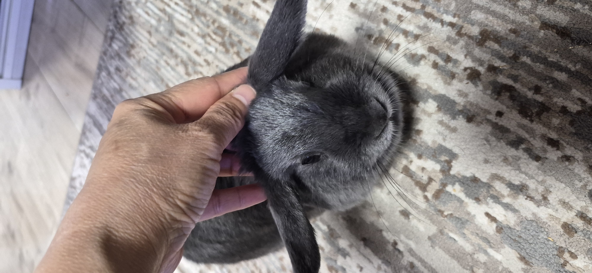 A hand is gently stroking the head of a gray lop-eared rabbit on a carpeted floor. The rabbit's ears are flopped down to the sides of its head, and its eyes are partially closed. The hand appears to be an adult's, with visible wrinkles on the knuckles and palm. The carpet has a patterned design with shades of gray, beige, and brown. The background is blurred but suggests a domestic indoor setting with a light-colored floor and what appears to be a piece of furniture. There are no indicators in the image to determine the location in the city of Ussuriysk, Russia.