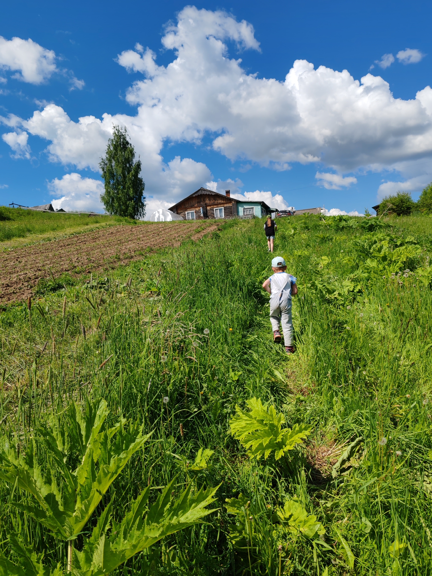 This image captures a bright, sunny rural landscape in Чухлэм, Russia, depicting an uphill path leading towards a small settlement on the horizon. The sky occupies the upper portion of the frame, a clear blue expanse filled with scattered, fluffy white cumulus clouds.
In the immediate foreground, dense green grass and various broad-leafed plants, some with serrated edges, fill the lower section. A narrow dirt path is visible, winding uphill through this vegetation. Two individuals are present on this path, both seen from behind and moving uphill. The first individual, a small child, is closer to the viewer, wearing light-colored overalls, a light-blue cap, and dark shoes. Further up the path, an adult figure walks ahead of the child, dressed in dark clothing.
To the left of the path, midway up the slope, a section of brown, tilled earth with visible parallel furrows indicates a cultivated area. The green, grassy slope continues upward, culminating at the crest of the hill where several structures and vegetation are present. These include multiple wooden houses characteristic of rural architecture; one house on the right features prominent white-framed windows, and another to the left has a light blue-green facade with white window frames. A tall, slender deciduous tree stands prominently on the hilltop against the sky. Behind the houses on the right side of the hill, a white, arched translucent structure, identified as a greenhouse, is visible. The scene is illuminated by strong daylight, casting soft shadows.
