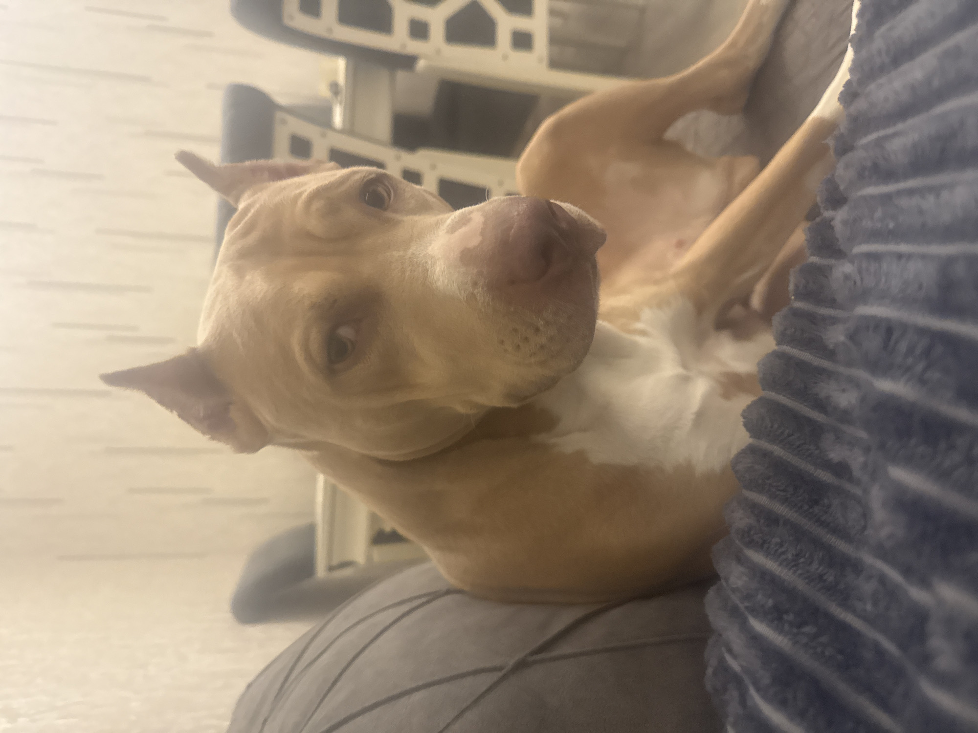 An adult pit bull dog with tan fur and white markings is lying on a couch in a dimly lit room. The dog's head is turned towards the camera, with its ears perked up. The background shows furniture and a wall with a textured wallpaper. The image appears to be taken indoors, likely in a residential setting. There is no visible indication of the location being in Metsamor, Armenia.