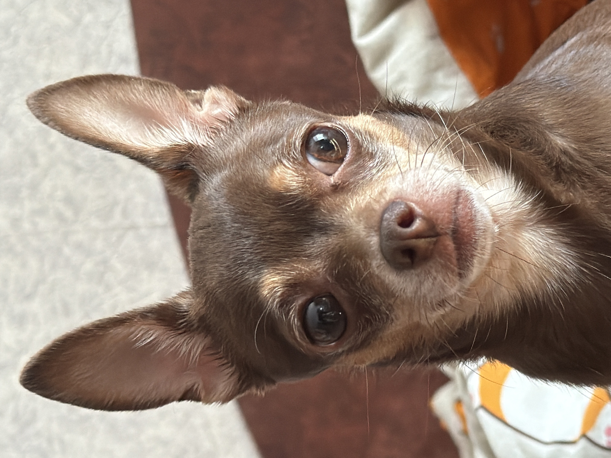 A close-up, head-and-shoulders shot captures a small, brown Chihuahua dog looking directly at the camera. The dog's large, dark eyes are prominent, with one eye appearing slightly lighter and showing a reflection. Its ears are large and stand upright, one slightly tilted forward. The dog's nose is a dark, moist pink, and its mouth is slightly open, revealing a hint of pink tongue. The fur is short and brown, with lighter tan markings around the eyes, muzzle, and chest. The background is softly blurred, showing a textured surface in light beige and a darker reddish-brown area. Part of a patterned fabric, featuring orange and white elements, is visible in the lower left and right portions of the frame.