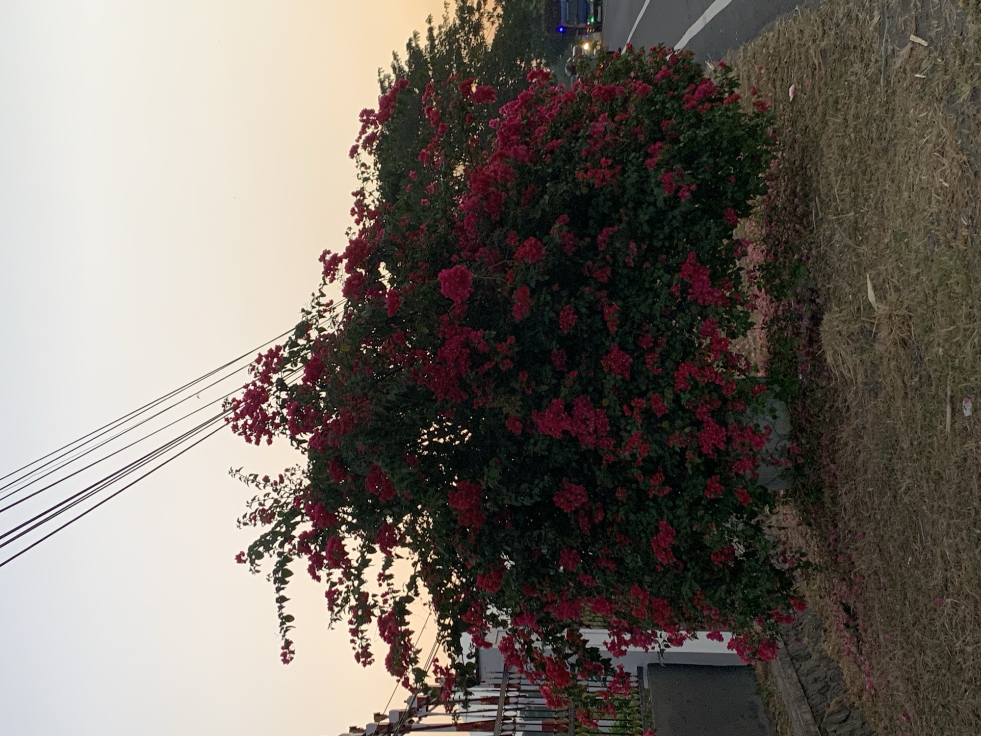 The image depicts a roadside scene at dusk in Maospati, Indonesia. A large, dense bougainvillea bush, heavily laden with vibrant pink to magenta bracts, occupies the central and mid-ground. Its dark green foliage is visible beneath the dense floral clusters. To the left of the bush, a grey concrete base supports a white wall, partially obscured by a metal fence or gate with vertical reddish-brown bars. To the right, a paved road with a solid white line on its edge extends into the background. In the distance on the road, a blue truck with illuminated headlights (blue and white) and possibly taillights is visible, along with lights from another vehicle behind it. Beyond the road, the silhouettes of trees are faintly discernible against the horizon. Overhead, multiple dark power lines traverse diagonally across a clear sky, which displays a gradient from pale blue at the top to a warm orange-yellow near the horizon, indicative of sunset or twilight. The immediate foreground consists of dry, yellowish-brown grass and bare earth, with numerous fallen pink bougainvillea petals scattered across the ground. No people are visible in the scene.