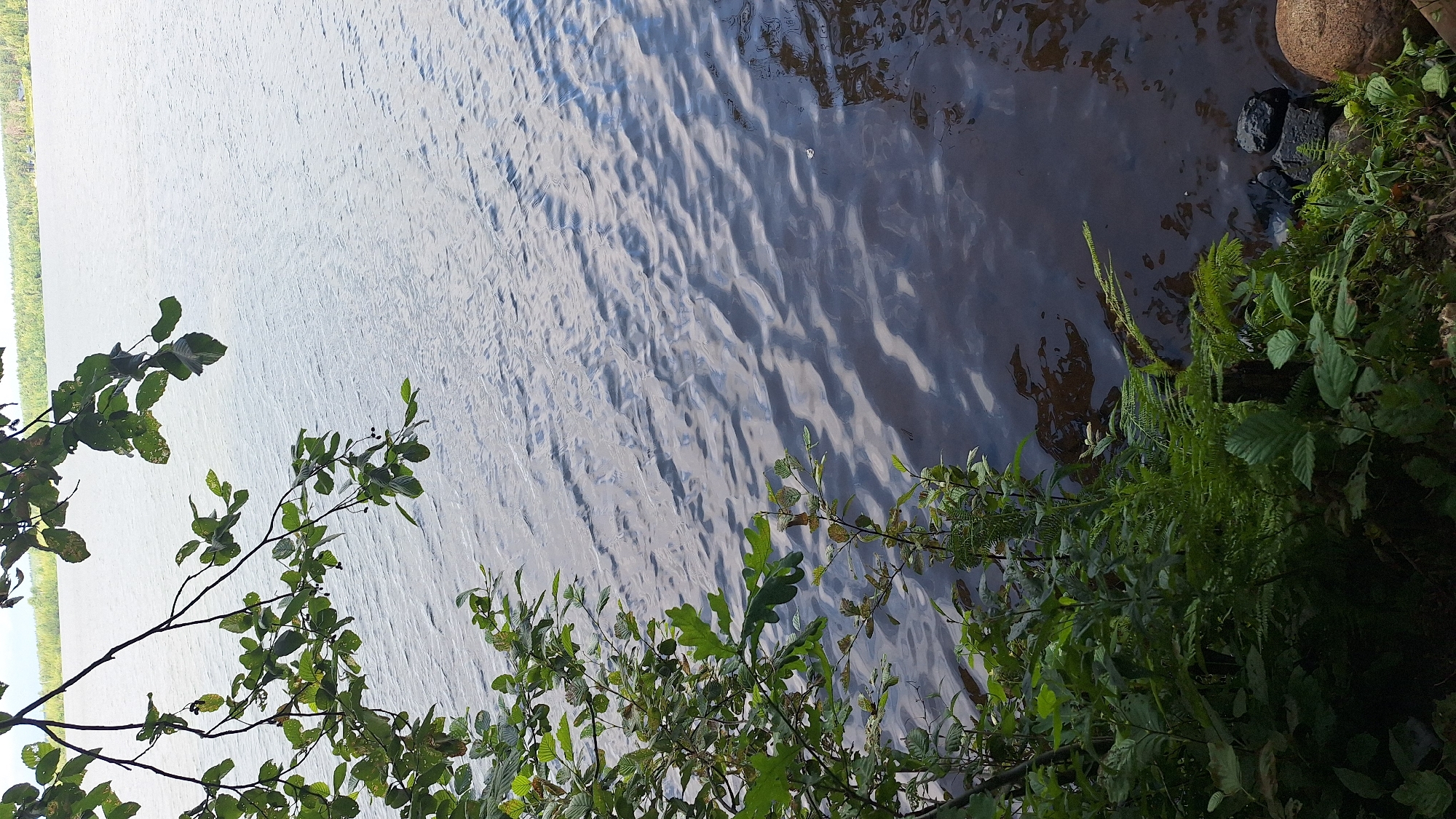 The image depicts a serene lakeside scene, with lush green foliage framing the foreground and a tranquil body of water dominating the background. The water's surface is gently rippled, reflecting the overcast sky above. In the distance, a dense line of trees marks the far bank of the lake. The vegetation on the left includes various leaves, branches, and ferns, with some dark berries visible on a higher branch. The shoreline is visible in the bottom right corner, with rocks and a large boulder resting on the ground amongst the plants. The scene is likely located by a lake in or near Toksovo, Russia, given the typical natural landscape of the region. There are no people or animals present in the image.