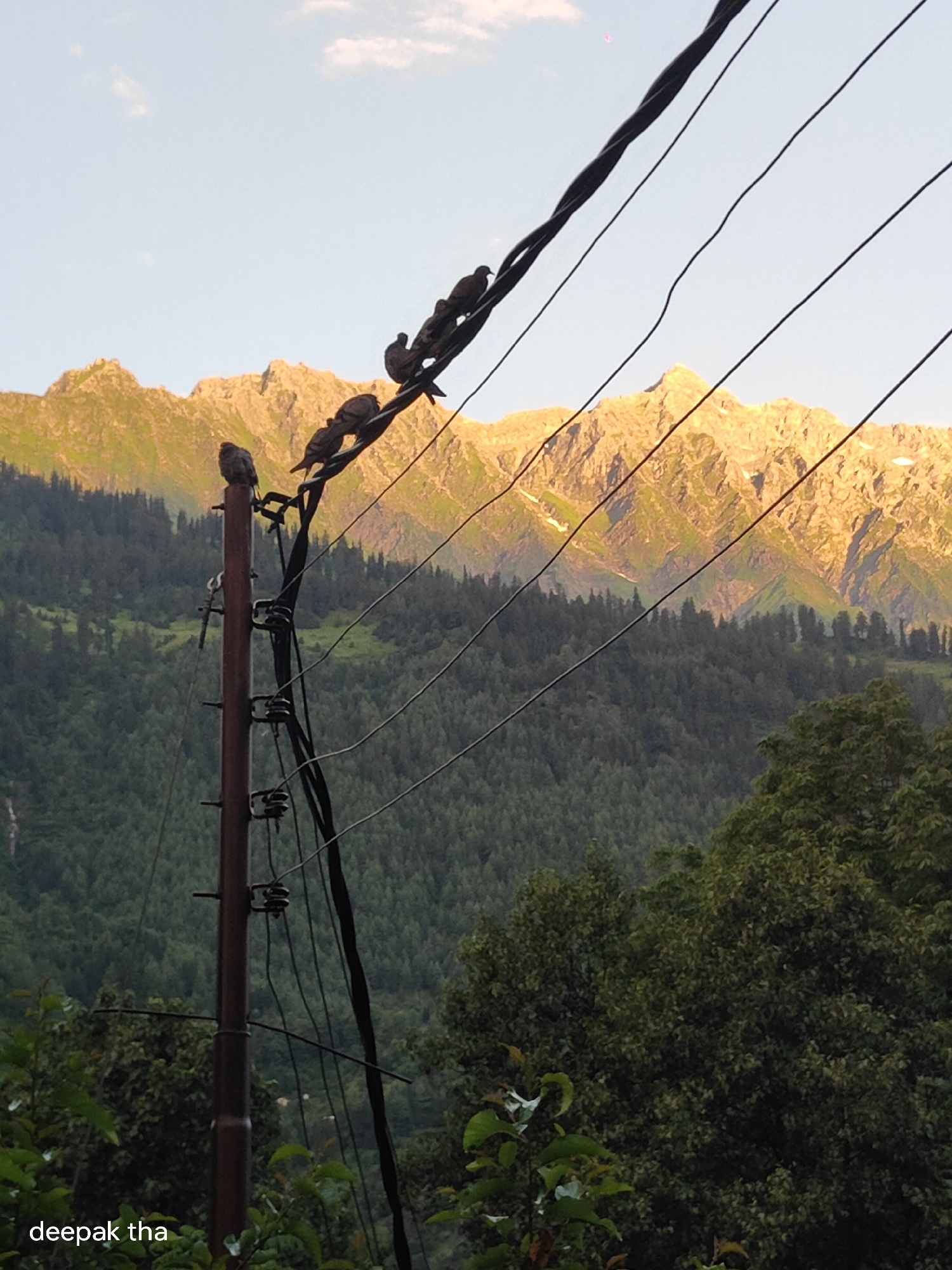 A group of pigeons perch on utility wires in Vashisht, India. The birds are silhouetted against a background of sunlit mountains, their rocky peaks illuminated in golden hues. Below the mountains, a dense forest covers the slopes. In the foreground, a wooden utility pole stands with electrical wires attached, and lush green foliage frames the bottom of the image. The sky above is a clear blue with a few wispy clouds. The scene appears to be captured at sunset or sunrise, given the warm lighting on the mountains. The text "deepak tha" is visible in the lower left corner of the image.