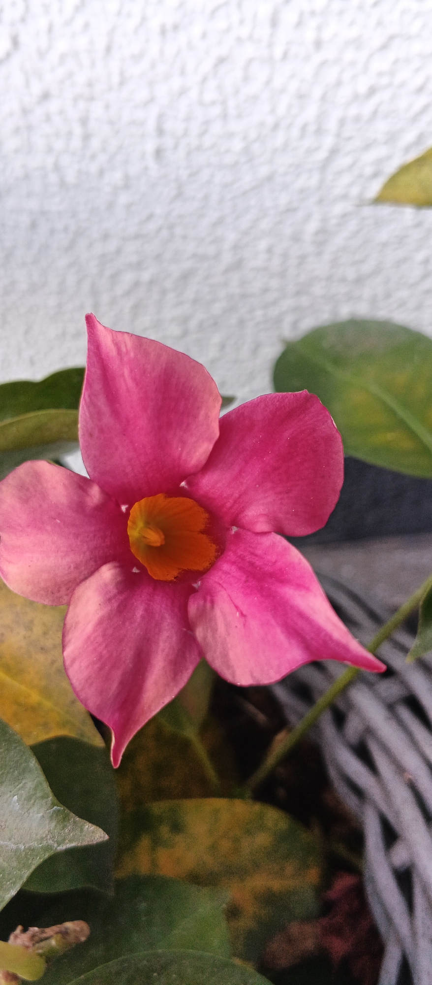 A close-up, vertical shot focuses on a single, vibrant pink flower with an orange center. The flower's five petals are delicately shaped, with some showing slight wilting or imperfections, and its center has a prominent stamen. Surrounding the flower are various green leaves, some of which have yellowed or discolored patches. A textured, light-colored wall forms the background, with a hint of a woven grey material visible in the lower right quadrant of the image. The lighting appears to be natural, suggesting it might be daytime. The image is devoid of any visible text. The setting is likely outdoors, possibly in a garden or on a balcony in Ploske, Ukraine, given the floral subject and the outdoor elements.