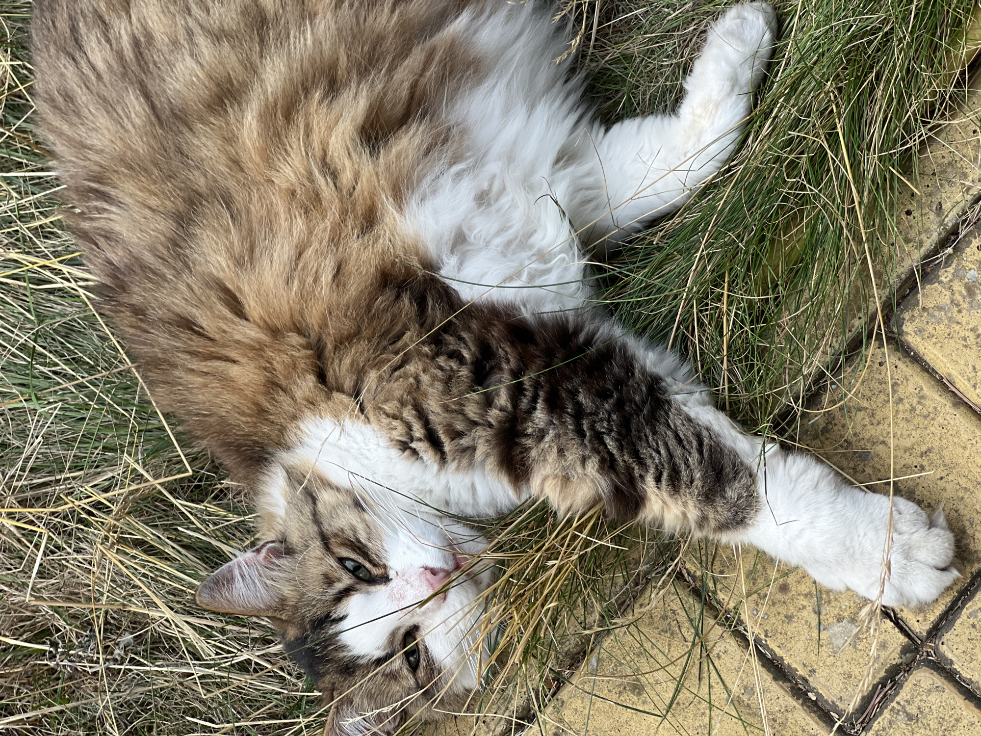 A fluffy, medium-haired cat with brown, white, and black markings lies on a patch of dry grass and yellow paving stones. The cat's head is turned to the left, its green eyes are partially closed, and its pink tongue is visible. One of its white paws is extended forward onto the paving stones. The background consists of dry grass and greenery. The scene appears to be outdoors, possibly in the city of Fontanka, Ukraine.