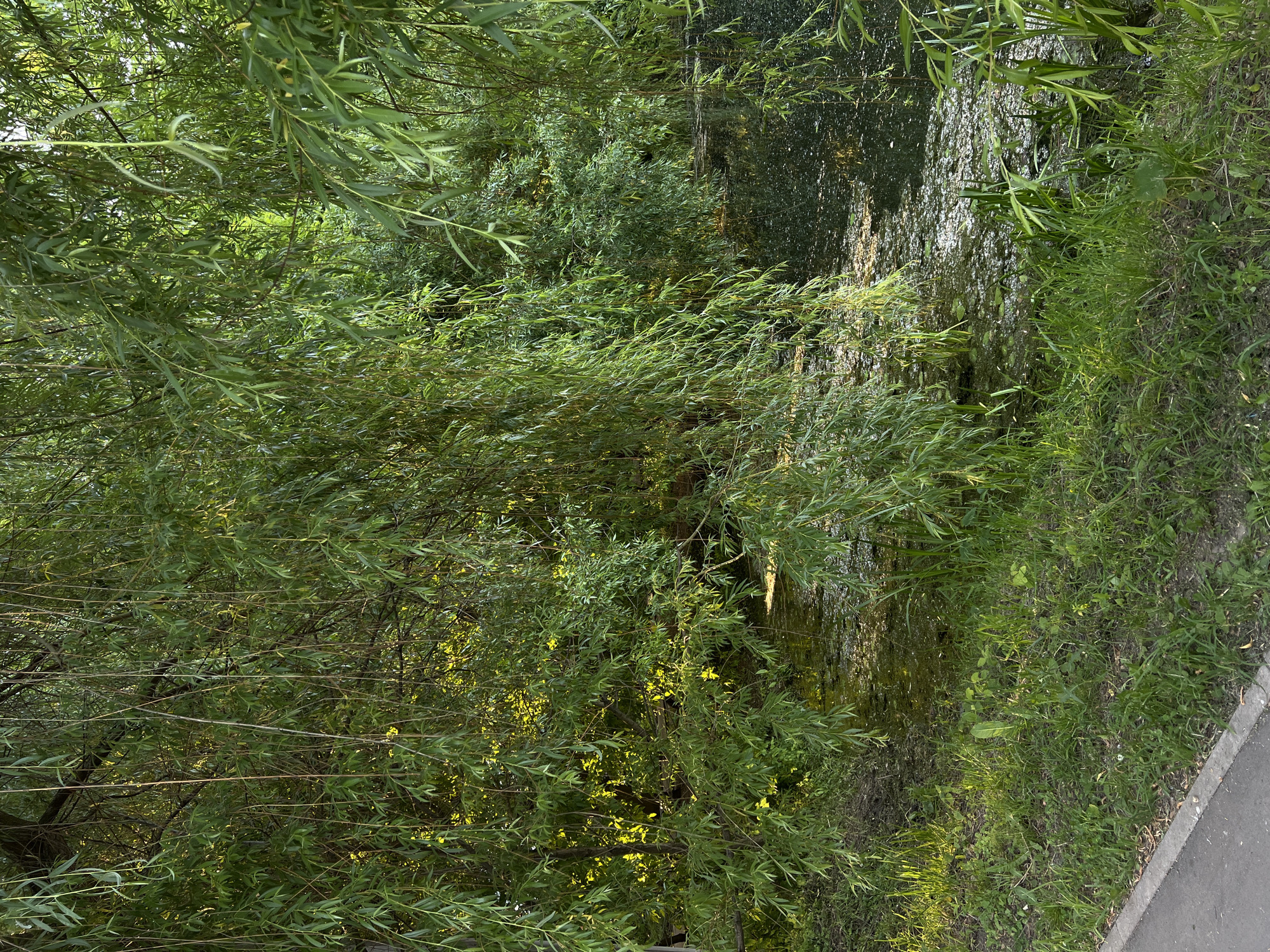 The image depicts a verdant outdoor scene, primarily characterized by dense foliage and a body of water. The upper two-thirds of the frame are dominated by the drooping, slender green leaves and branches of a weeping willow tree, with sunlight filtering through the canopy, creating bright yellow-green highlights. Behind the immediate willow, further green trees and bushes are visible, suggesting a rich natural environment.
In the lower right and central portions of the image, a dark, still body of water, possibly a pond or slow-moving stream, is present. Its surface is partially obscured by floating aquatic vegetation and reflects the surrounding greenery. The bank bordering the water on the left is heavily vegetated with grass and small plants, leading up to the base of the willow tree.
In the bottom left corner, a section of a gray paved path or curb runs horizontally, separating the natural landscape from an unseen area. Adjacent to the pavement is a strip of green grass and weeds, some illuminated by direct sunlight. No individuals or specific man-made objects, beyond the pavement, are identifiable. The scene is illuminated by natural daylight, casting dappled light and shadows across the foliage and water. The location is an unspecified natural area within the city of Unknown, Unknown.