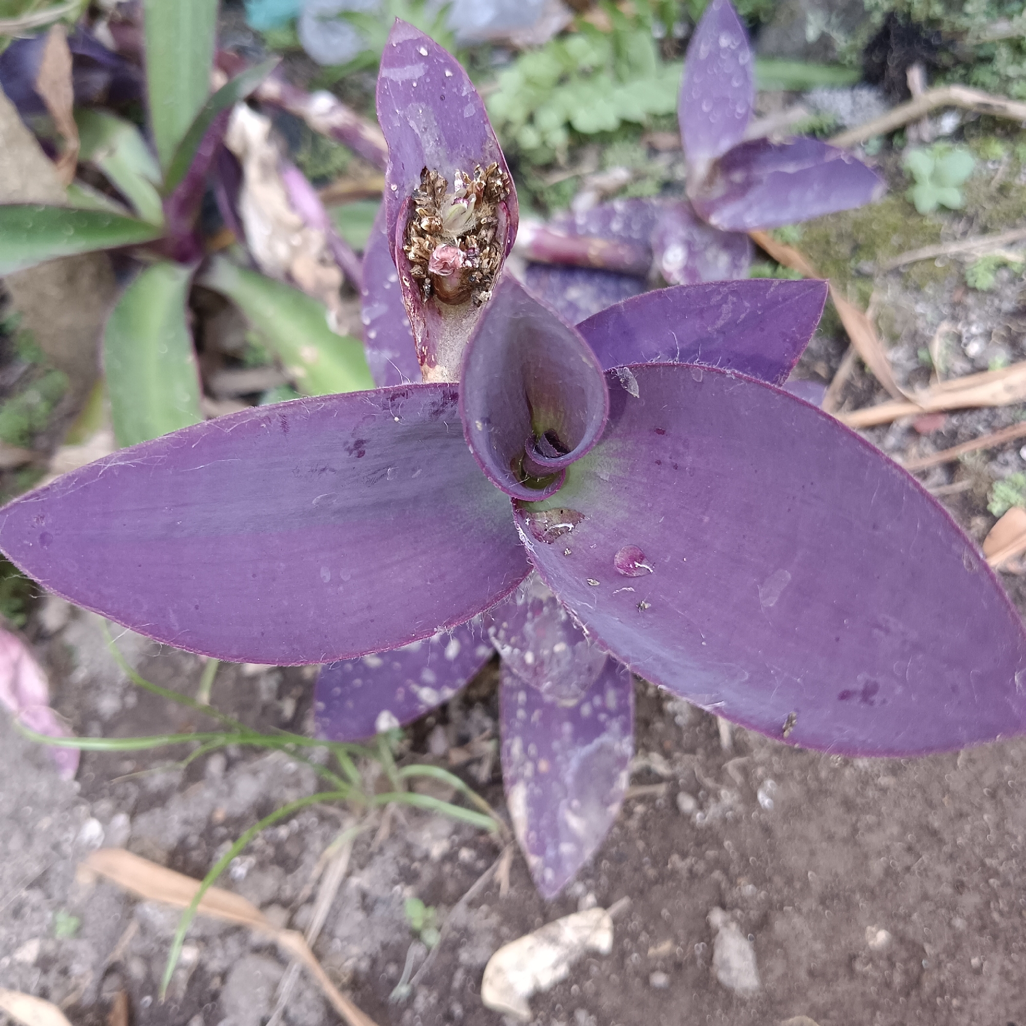 A close-up, high-angle shot focuses on the vibrant purple leaves of a plant, likely a species of Tradescantia, commonly known as a wandering Jew or inch plant. The leaves are lance-shaped and have a slightly fuzzy texture along the edges. Several leaves exhibit small white speckles, possibly due to water droplets or mineral deposits. In the center of the plant, a tightly furled bud is visible, containing some dry, seed-like structures and a small pink bud. The plant is growing in dark, loamy soil, with some dry leaves and thin green blades of grass scattered around. The background is blurred but suggests a natural outdoor environment. The lighting is diffused, indicating an overcast day or shade. There is no indication of the specific location within Kota Raja, Indonesia, beyond it being an outdoor setting.