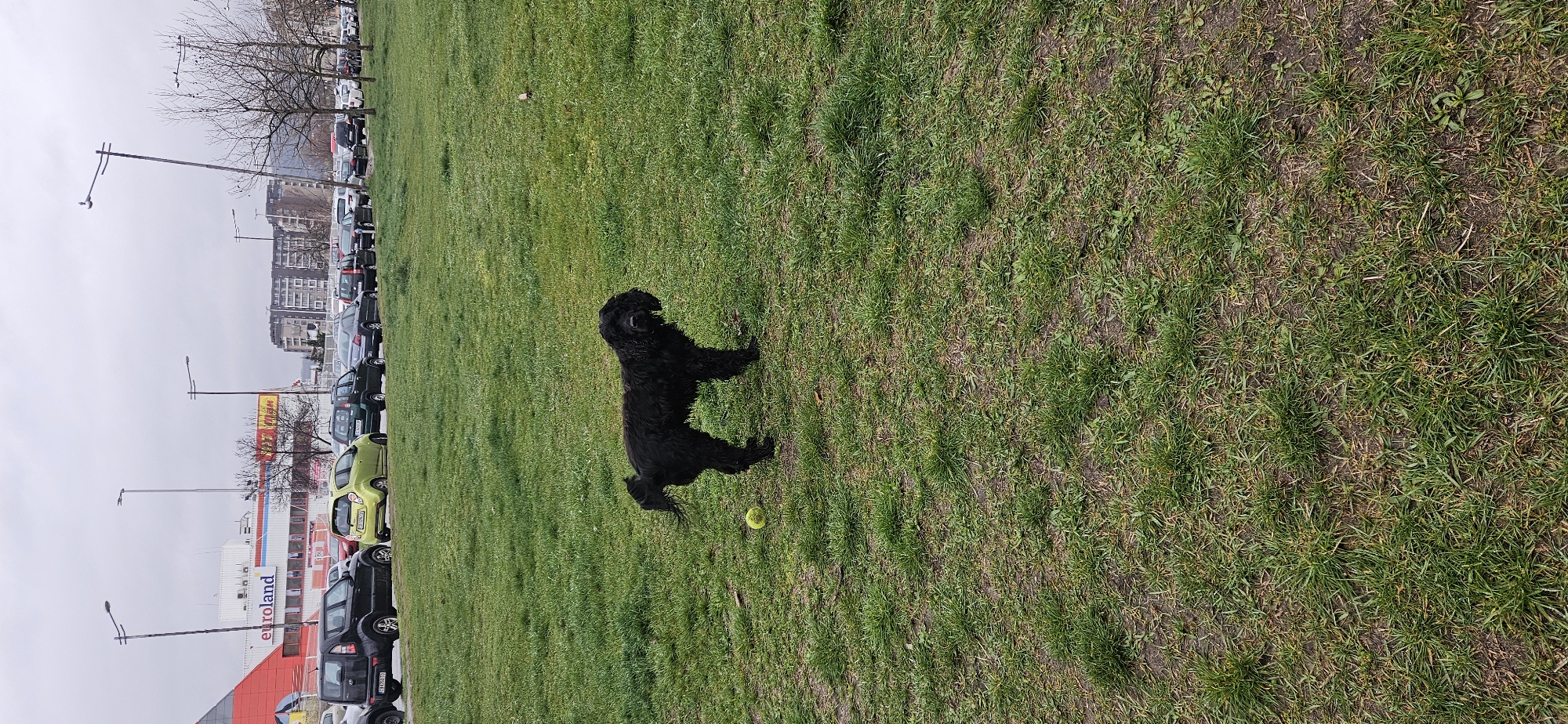 The image depicts a black dog standing on a grassy field. In the background, a row of parked cars is visible in front of a building with signage that reads "euroland" and "JYSK." The scene is likely located in Sofia, Bulgaria, given the Cyrillic script on the license plates of the parked cars. A tennis ball is in front of the dog.