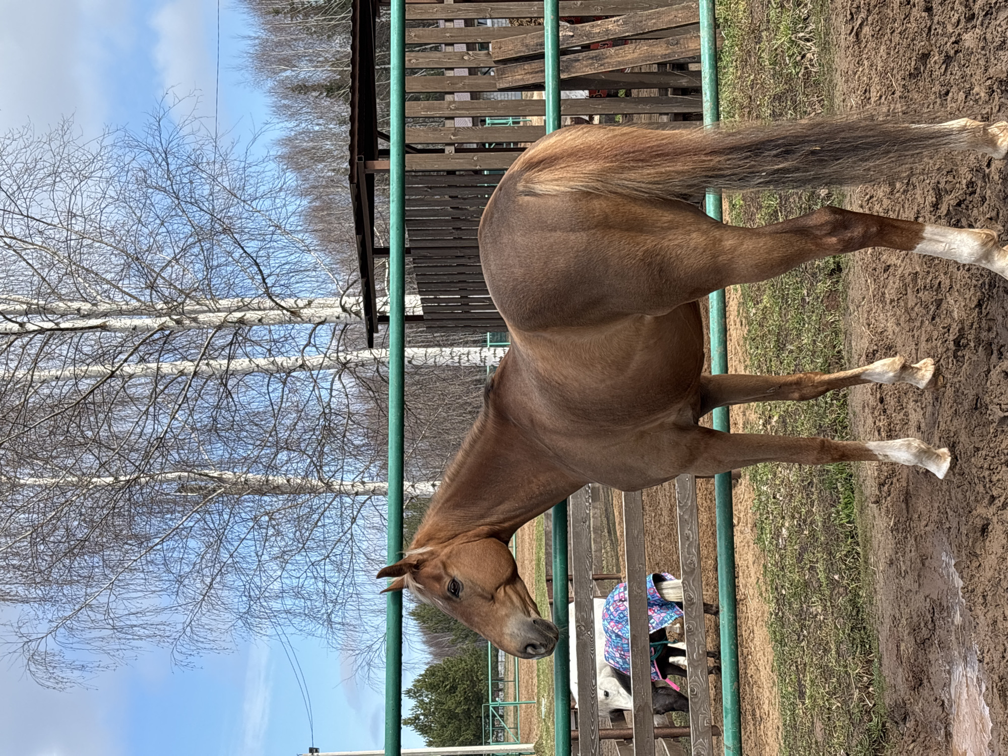 A medium shot captures a chestnut horse standing in a muddy paddock or enclosure, likely in a rural setting near Русский Вожой, Russia, given the prominence of birch trees and the typical Russian landscape. The horse has a dark mane and tail, and white markings on its lower legs. It is positioned between a green metal gate and a wooden fence, with part of its body near the wooden fence where a second, smaller white or light gray horse wearing a colorful blanket is visible. The ground is uneven and covered with mud. Bare birch trees stand prominently in the background beneath a partly cloudy sky.