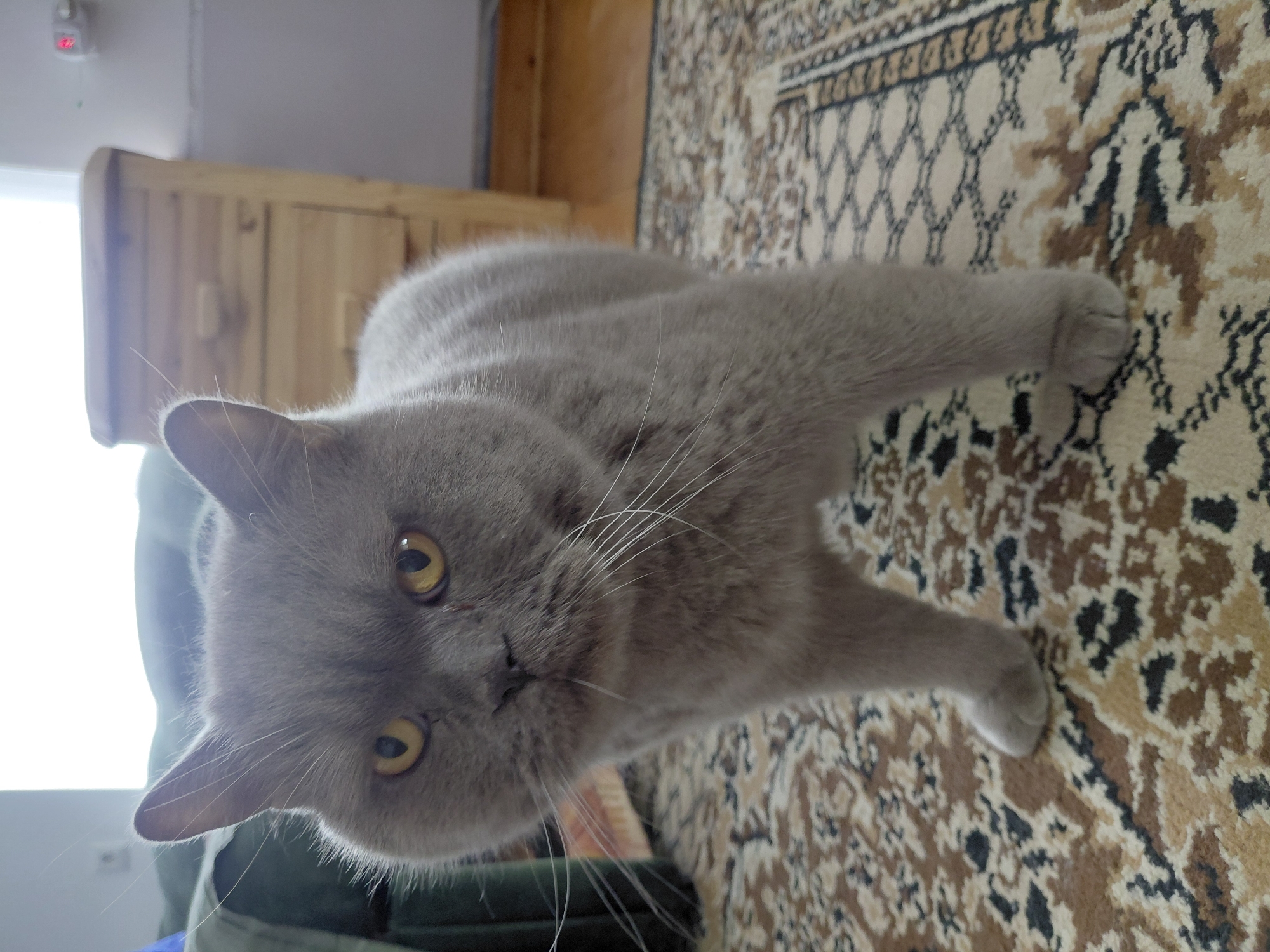 A medium shot captures a plump, grey British Shorthair cat standing on a patterned rug in an indoor setting. The cat faces the camera with its head slightly tilted, revealing bright yellow eyes and long white whiskers. Behind the cat, a wooden dresser with drawers is visible against a light-colored wall. The lighting suggests it is daytime, with a window possibly behind the cat contributing to the illumination. The rug features a complex pattern of brown, black, and beige geometric shapes. The overall impression is that of a domestic scene. The location in Chernyk, Ukraine is not discernible from the image.
