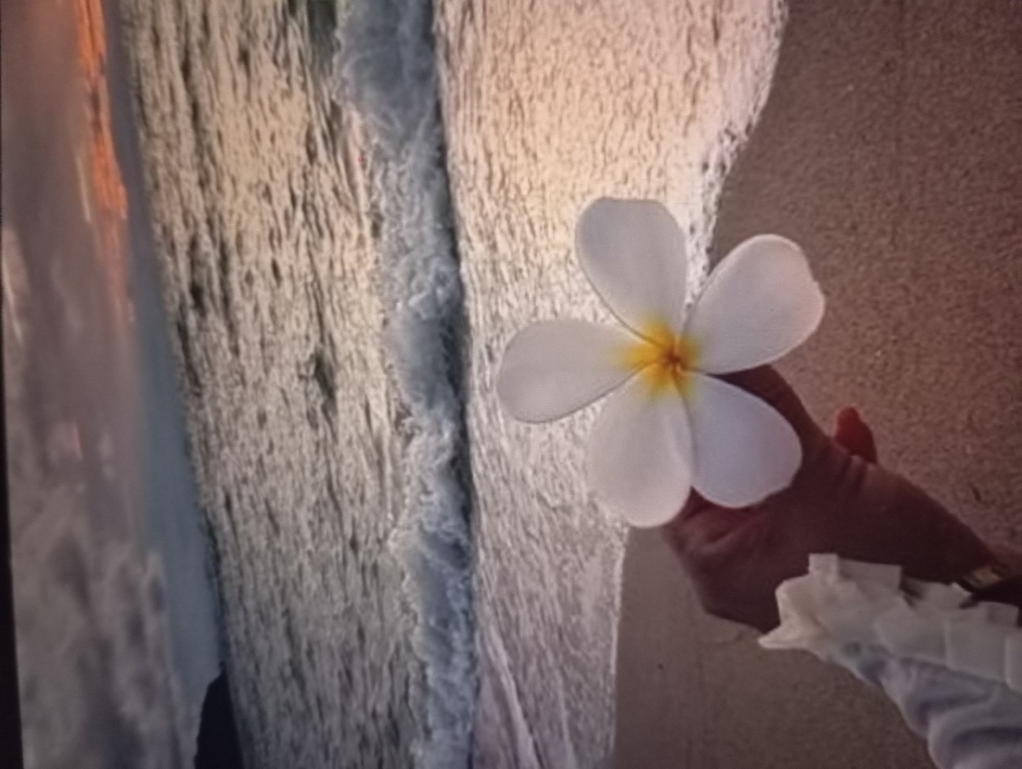 A hand wearing a white, frilled blouse holds a white plumeria flower over a sandy beach beside the ocean. The location is most likely not Odesa, Ukraine, as plumeria flowers are not native to that region.
