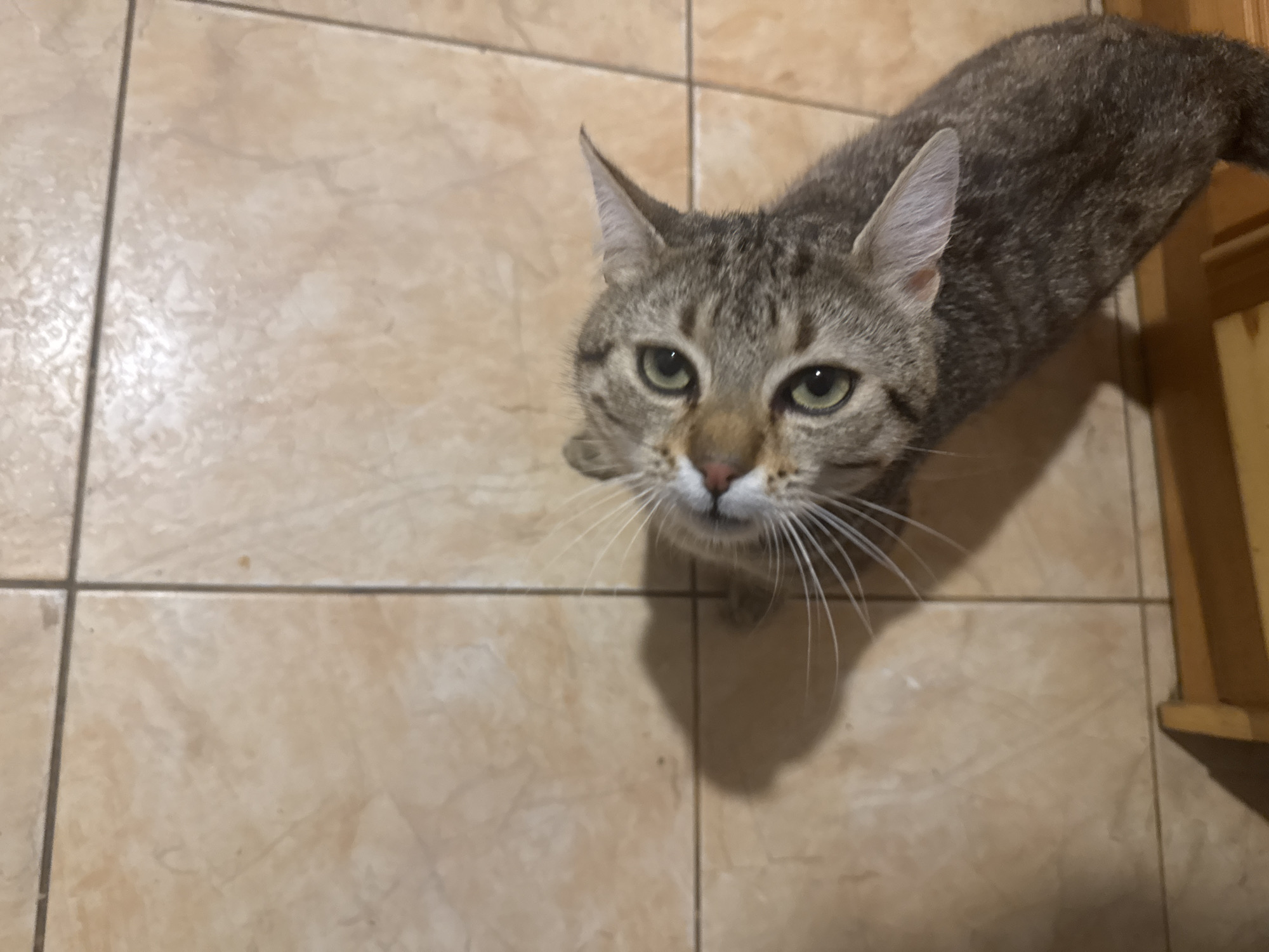 A tan tabby cat is looking up toward the camera. The cat has green eyes, a pink nose, and white whiskers. It is standing on a tan tiled floor. A wooden cabinet is visible in the bottom right corner of the frame. The location is Unknown, Unknown.