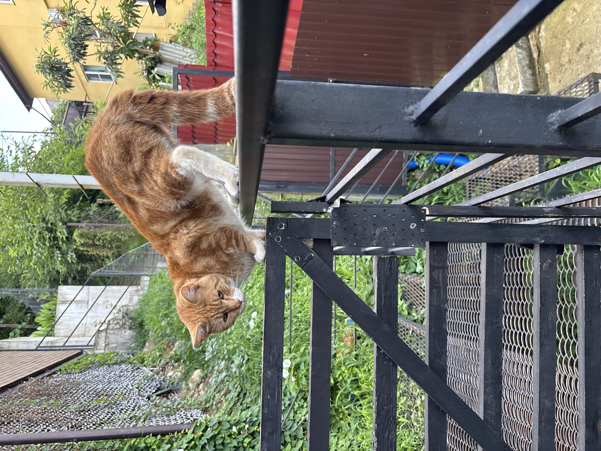 An orange tabby cat is perched on a black metal railing overlooking a metal staircase, outdoors in Sochi, Russia. The cat is in a crouched position, with its body angled downwards as if preparing to descend. Its fur is a mix of orange and white, with visible stripes. The railing is part of an outdoor staircase, and the steps are made of a dark metal mesh. In the background, there is lush green vegetation, a yellow building, and a red metal fence. The overall scene suggests a residential or outdoor common area in a warm climate.
