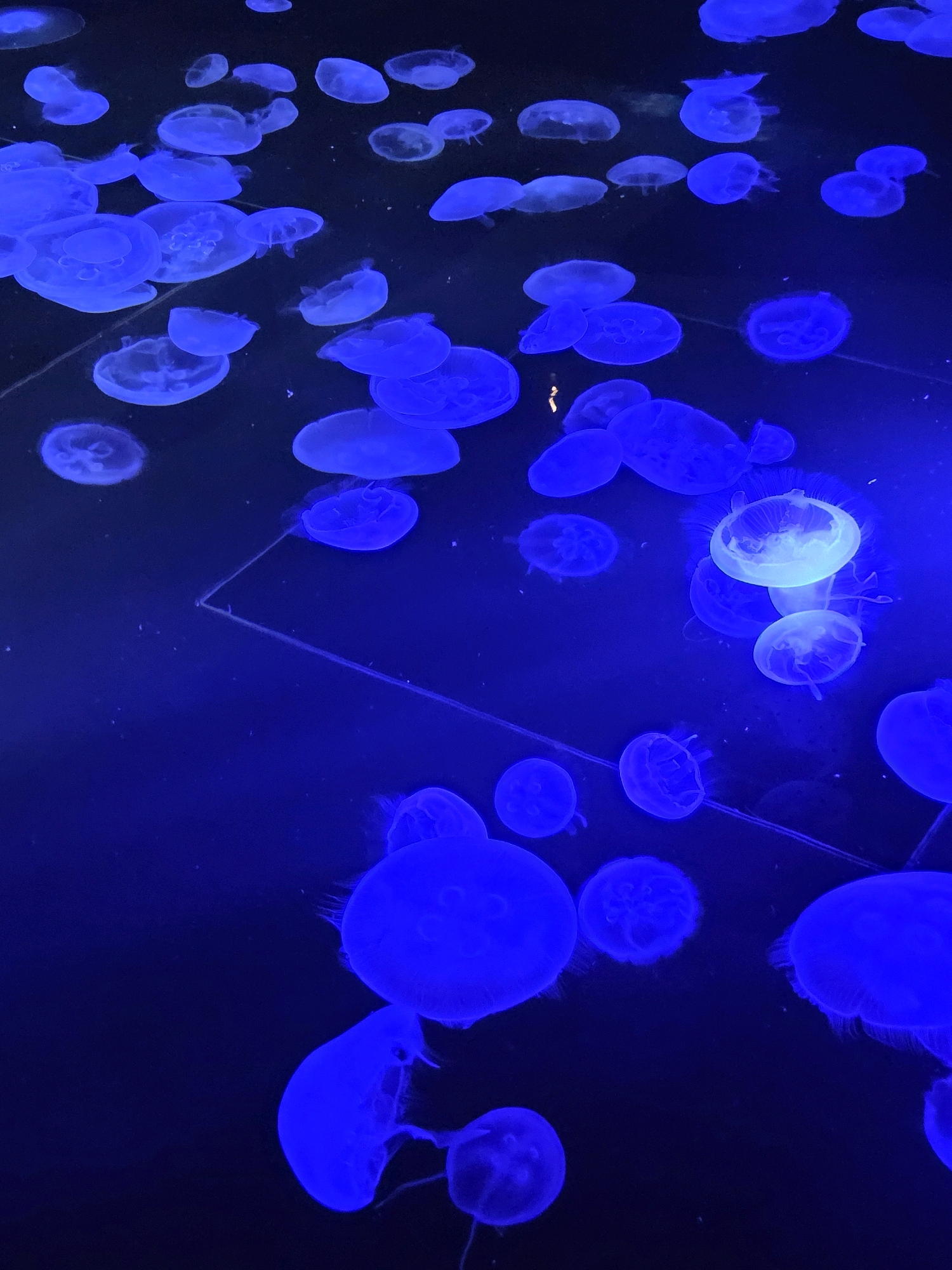 The image shows a group of jellyfish illuminated by blue light in a dark aquarium tank. The jellyfish vary in size and are spread throughout the water, some with their tentacles trailing. The water appears calm, and there are no visible signs of people or other marine life. The scene is likely from an aquarium exhibit, possibly at the Aquarium of the Pacific in Long Beach, California, known for its jellyfish displays.