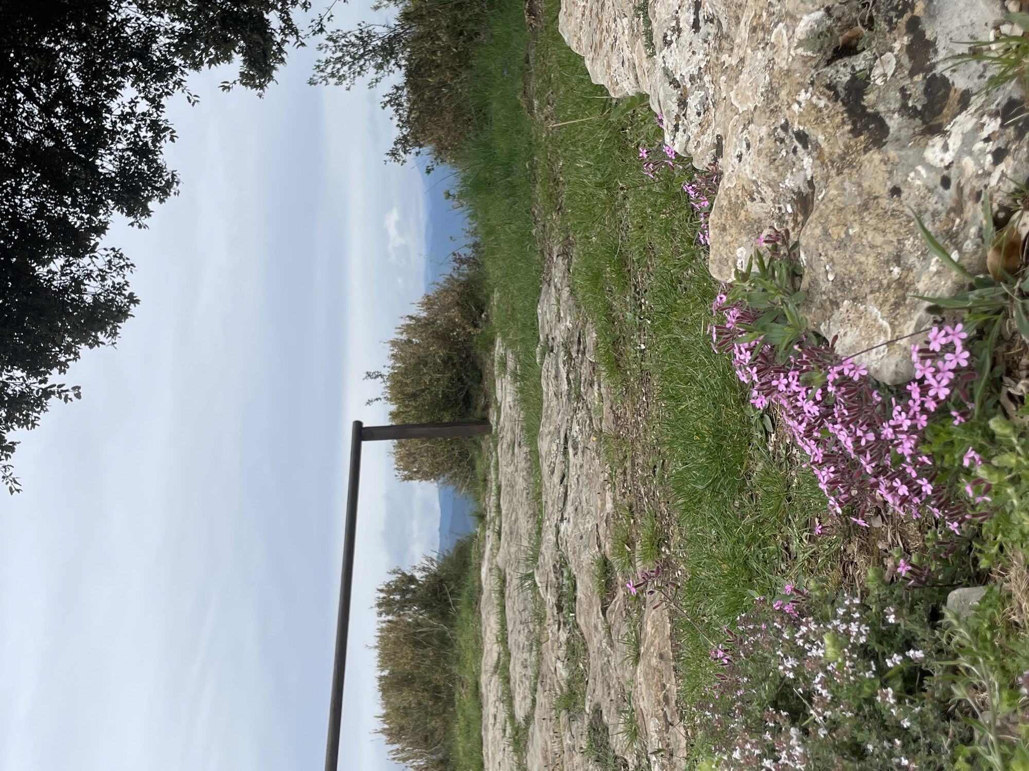 The image depicts a scenic view in Tavertet, Spain. A rugged stone path lined with grass and wildflowers, predominantly pink, runs along a stone wall. A dark metal railing is visible on the left side of the path. The sky is overcast. Trees frame the top left corner of the image. The landscape features mountains in the distance.