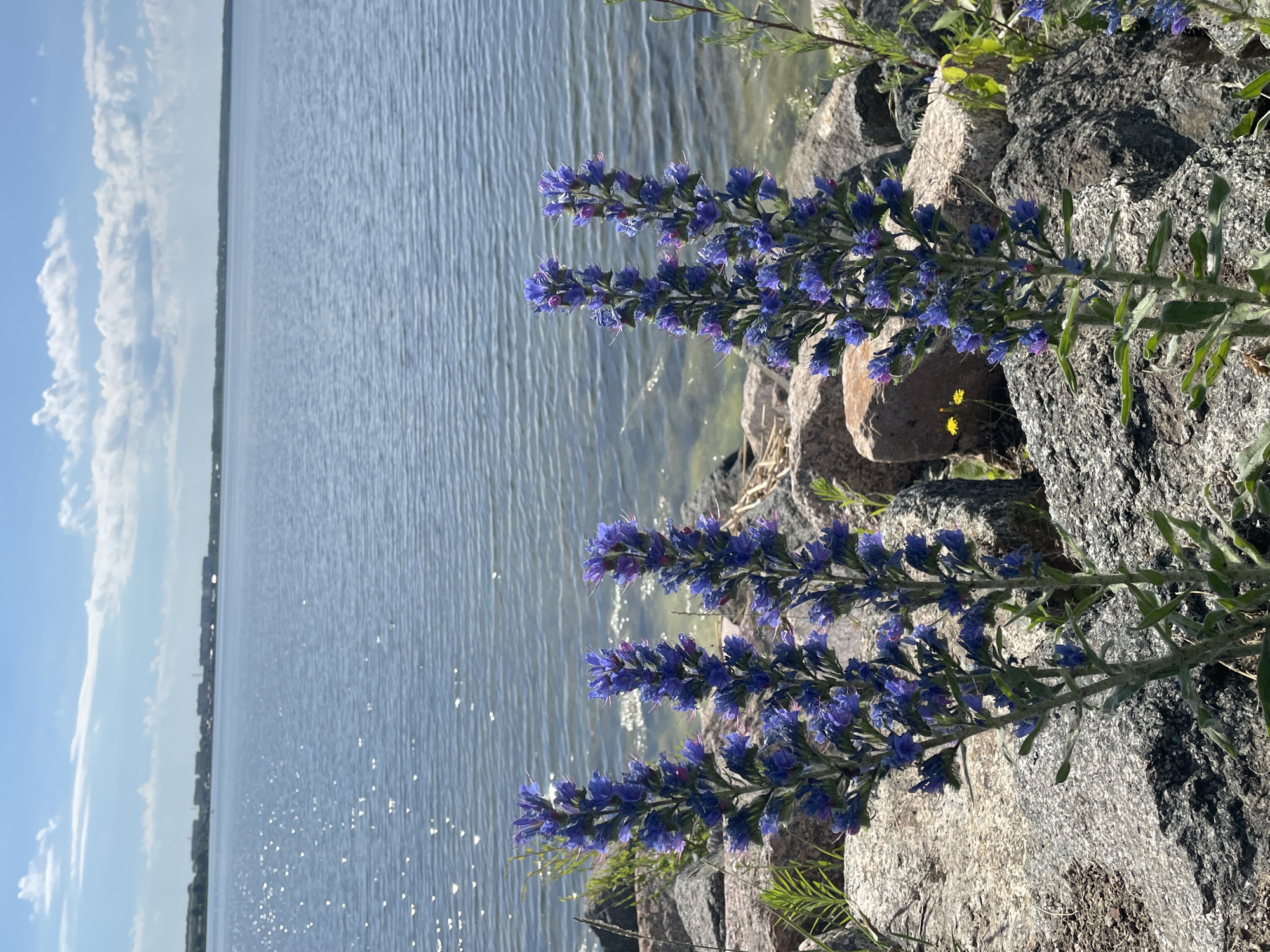 This is a vertical, eye-level, full shot of a rocky shore with purple flowers in the foreground. The flowers are tall and spiky, with clusters of small purple blossoms. They are positioned in the lower left and right quadrants of the frame, with a fourth stalk to the left and slightly behind the others. The rocks are large and gray, with some lighter tan ones interspersed. Behind the rocks, a body of water stretches to the horizon, its surface sparkling with sunlight. In the distance, a city skyline is visible along the far shore, with buildings and trees. The sky above is blue with scattered white clouds. The overall scene is a natural landscape with a hint of urban development.