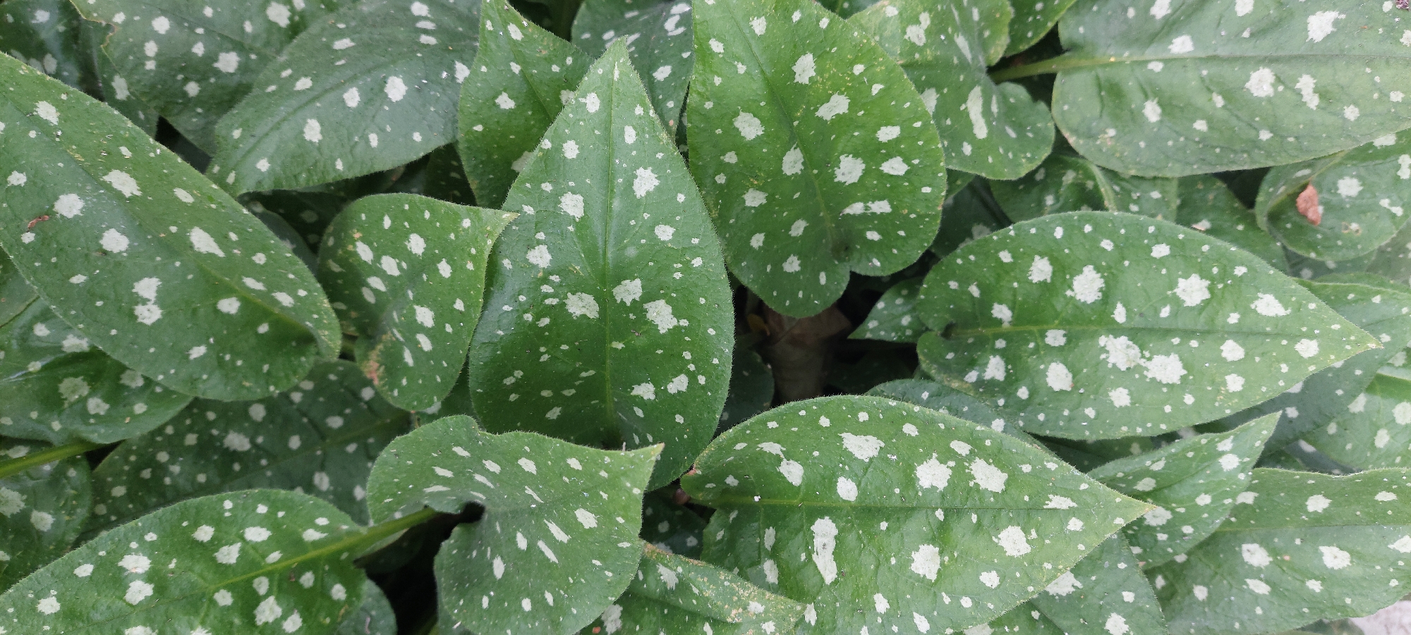 A close-up, overhead view shows a dense cluster of dark green, heart-shaped leaves. The leaves are speckled with irregular white or light gray splotches. The foliage is likely part of a ground cover plant. The scene is not identifiable as being located in Vichuga, Russia, or any other specific location, as there are no landmarks or context to suggest a geographical placement. The image is devoid of any people, animals, or specific objects, focusing solely on the botanical subject matter.
