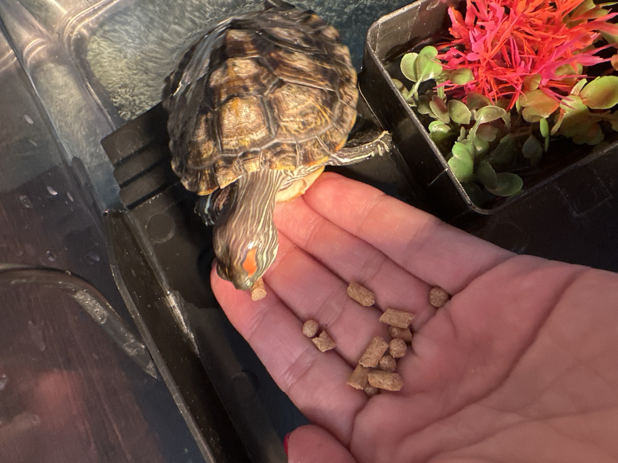 A person's hand is holding small, brown, pellet-like food items. A red-eared slider turtle is reaching for a pellet with its head. The turtle has a patterned shell and stripes on its neck. In the background, there is a black container with some artificial green and red plants. The environment appears to be indoors.
