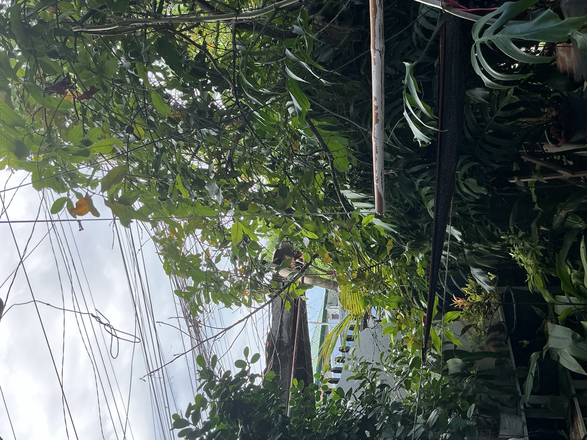 The image depicts a dense collection of tropical plants, primarily foliage, set against a backdrop of utility wires and a cloudy sky. The viewpoint is from a ground-level perspective, looking upwards and through the vegetation. In the mid-ground, a wooden structure resembling a support beam is visible, partially obscured by leaves. Further back, glimpses of buildings with green roofs can be seen, suggesting an urban or suburban environment. The scene is indicative of a residential backyard or garden area, common in the tropical climate of Davao City, Philippines, where such lush vegetation and overhead utility lines are prevalent. There are no people or discernible animals in the frame. The overall impression is one of natural overgrowth within an inhabited area.